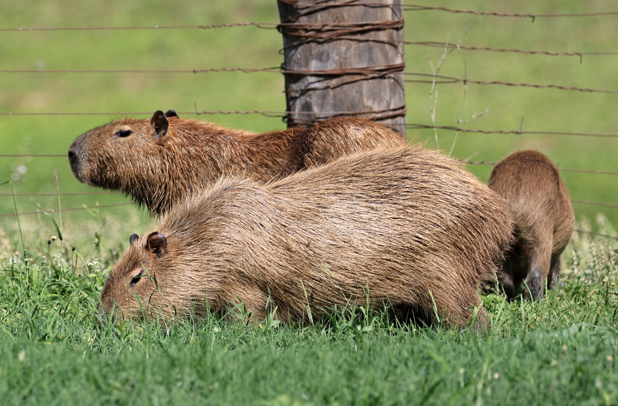 Capybara (Hydrochoerus hydrochaeris) Loma Plata Paraguay - Brunnen Strasse (31).jpg