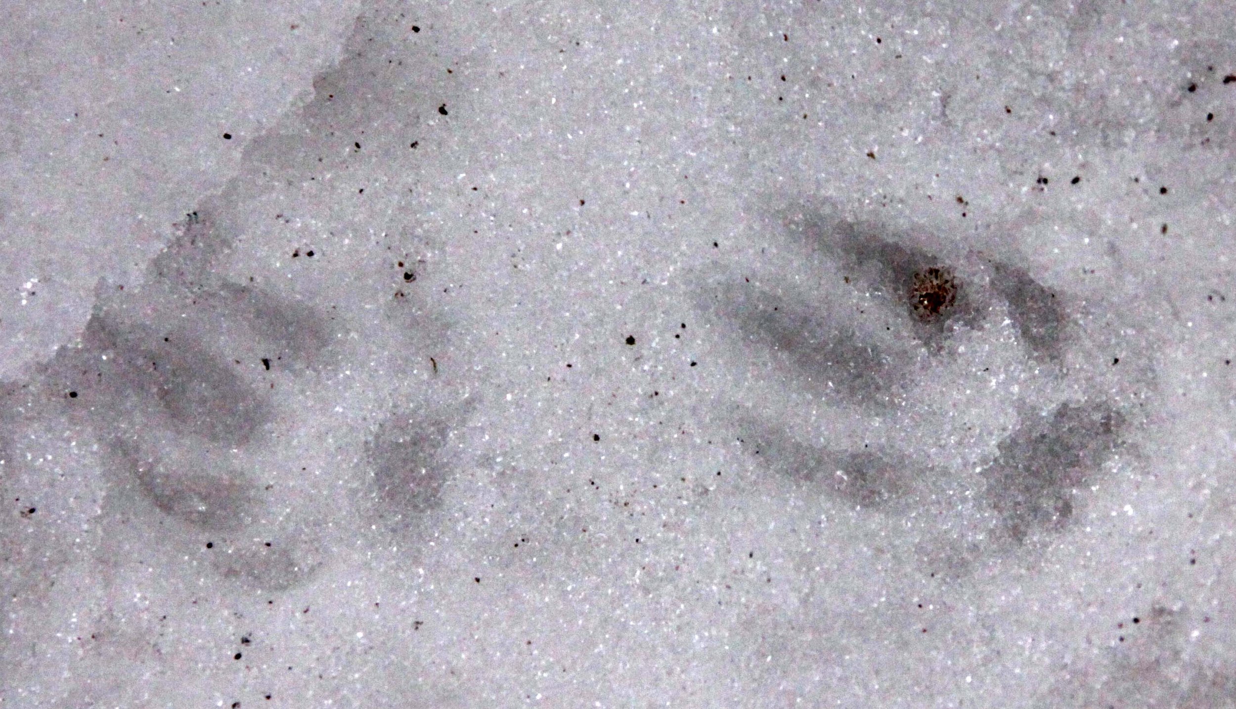 AILURIDAE - RED PANDA SIGN - WAWU SHAN SICHUAN (7).JPG