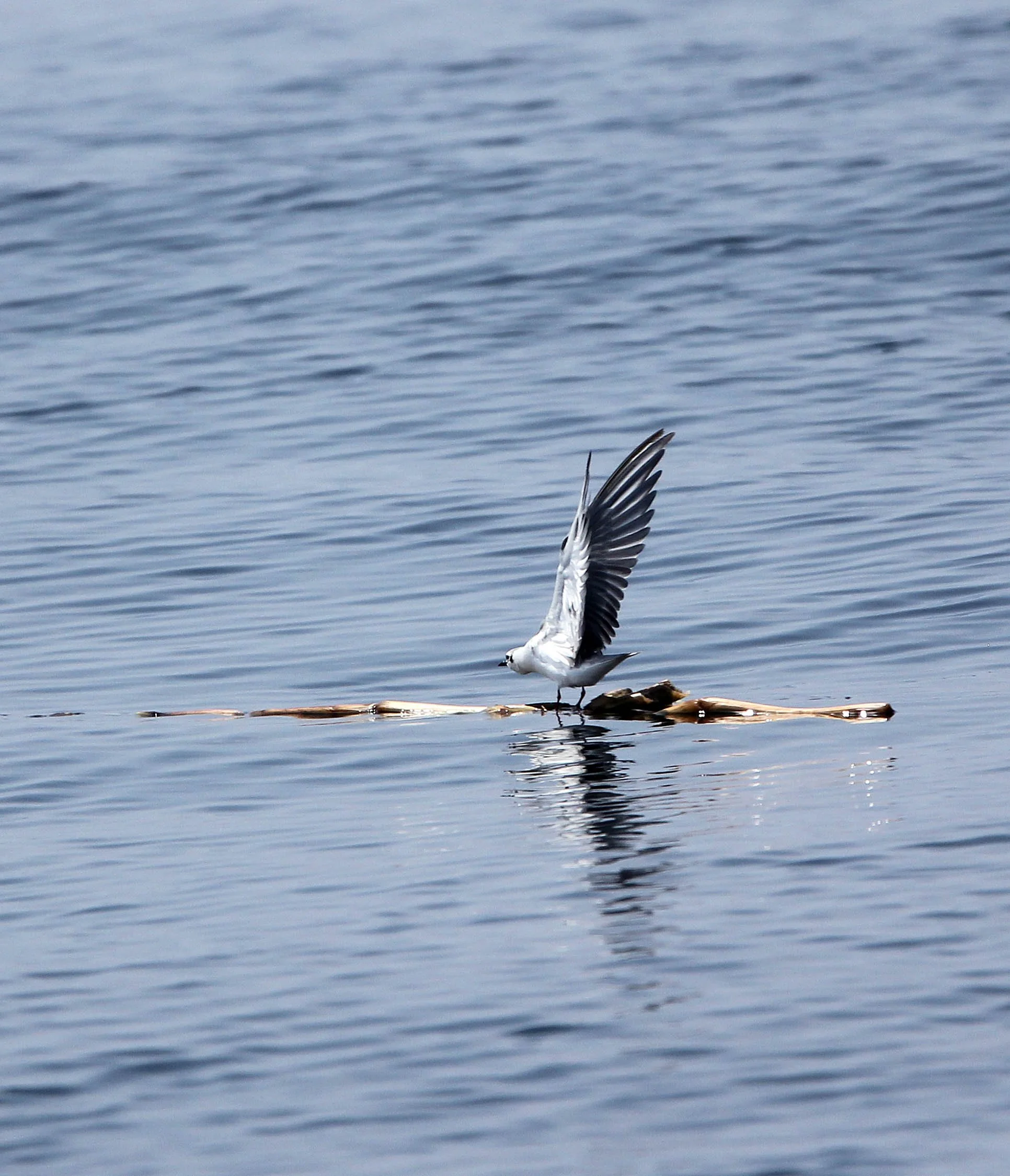 BIRD - TERN - WHISKERED AND LITTLE TERNS - BAN TABOON HARBOR PETCHABURI (26).JPG