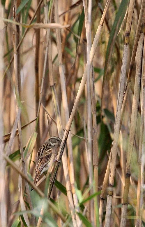 Black-faced Bunting (Emberiza spodocephala) Nankou Rudong China (2).JPG