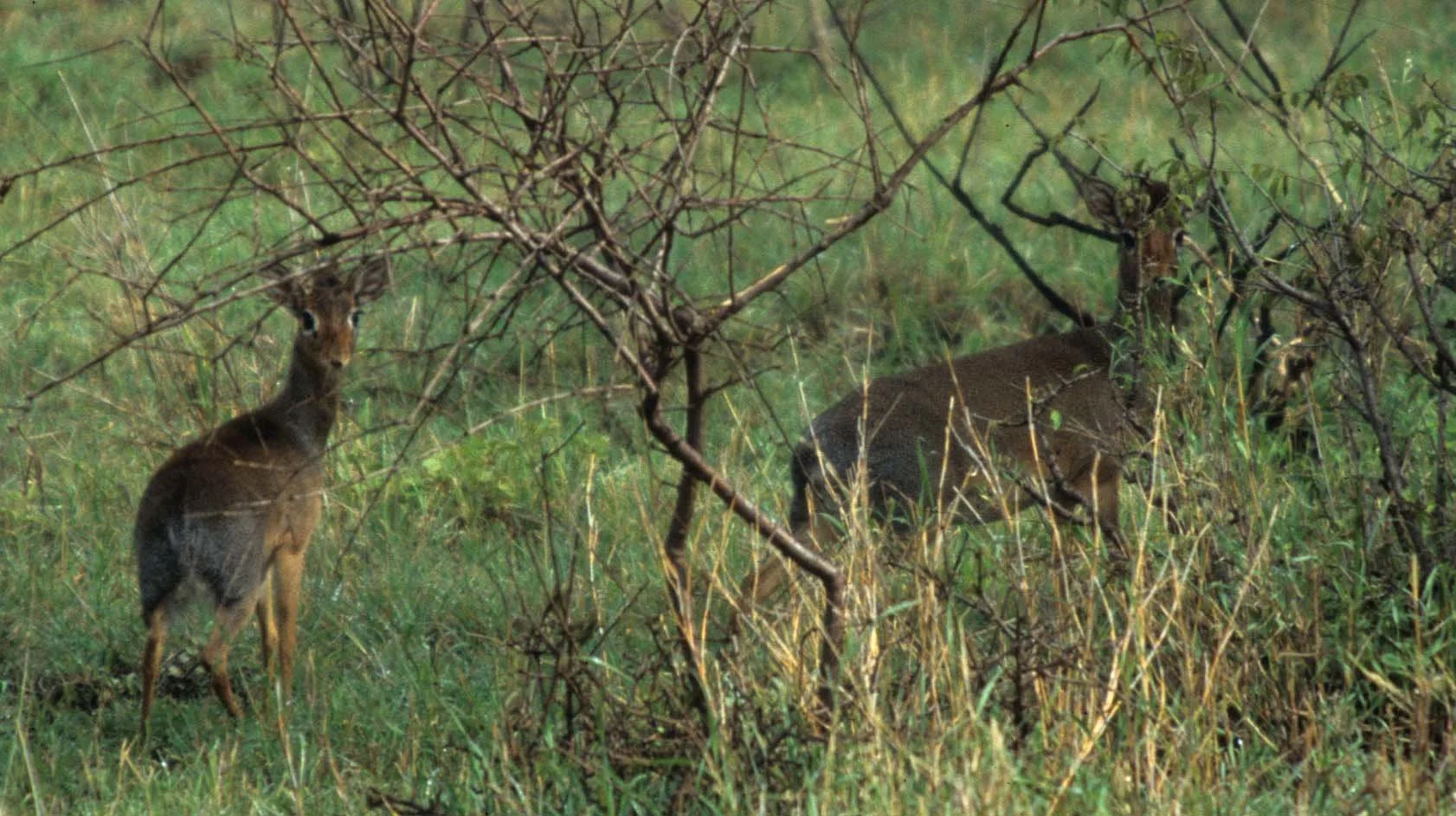 BOVID - DIK DIK - KIRKS - SERENGETI (7).jpg