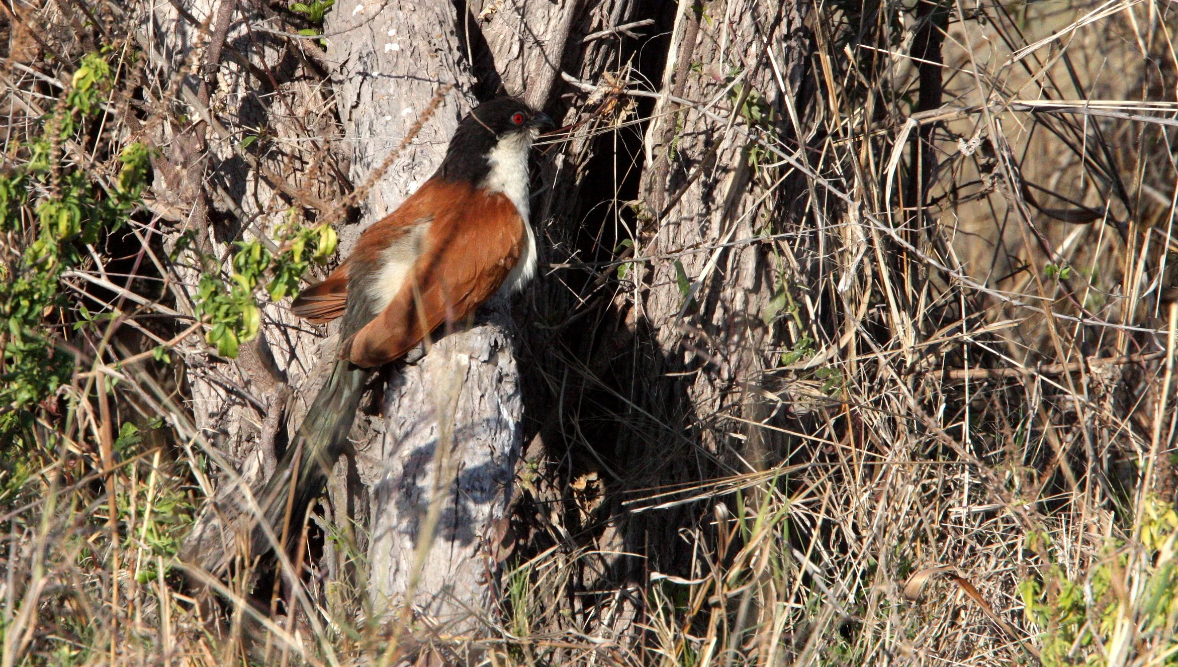 Coppery-tailed Coucal (Centropus cupreicaudis) Khwai Camp Okavango Botswana