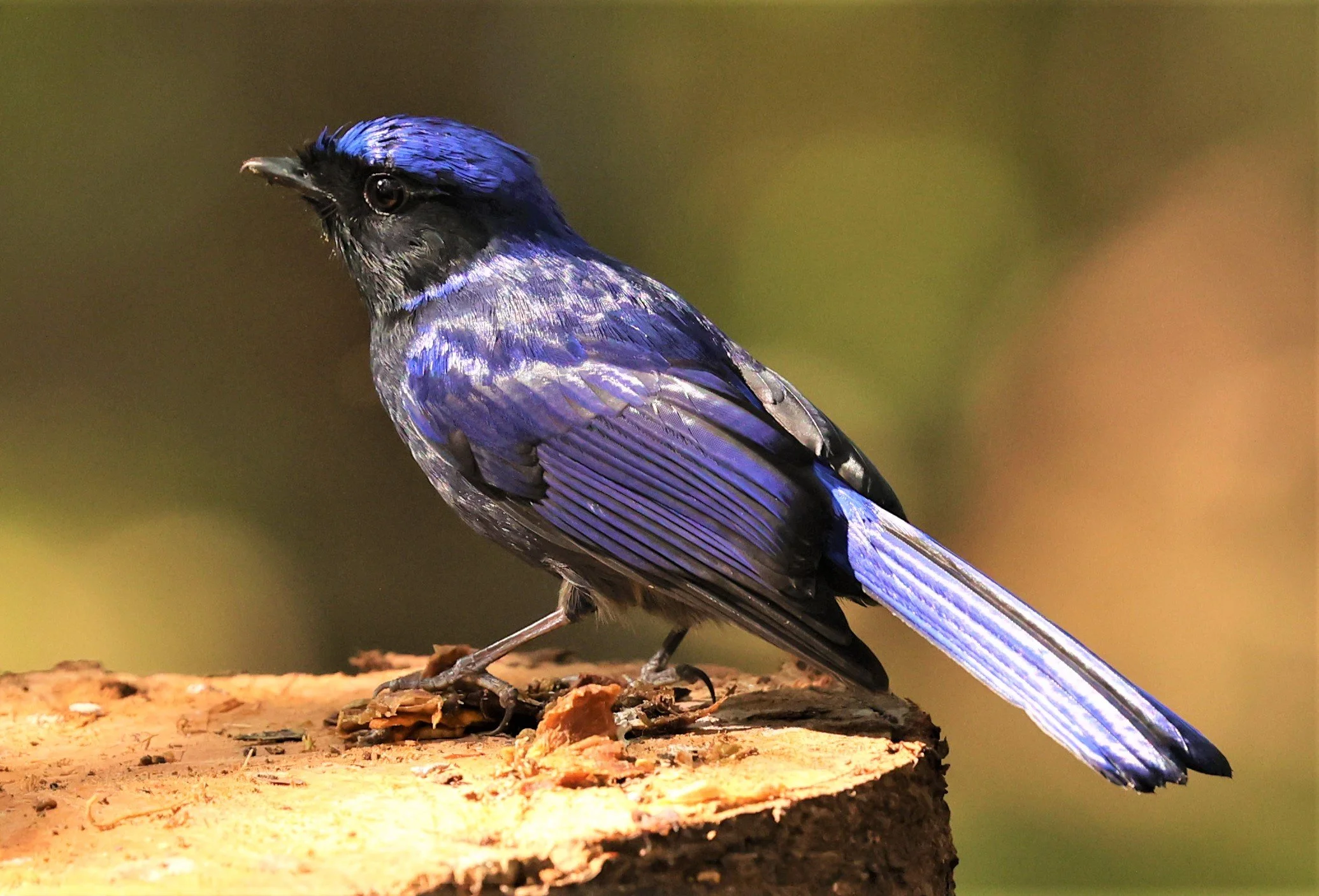 NILTAVA - SMALL NILTAVA - Niltava macgrigoriae - DOI ANG KHANG CHIANG MAI (42).jpg