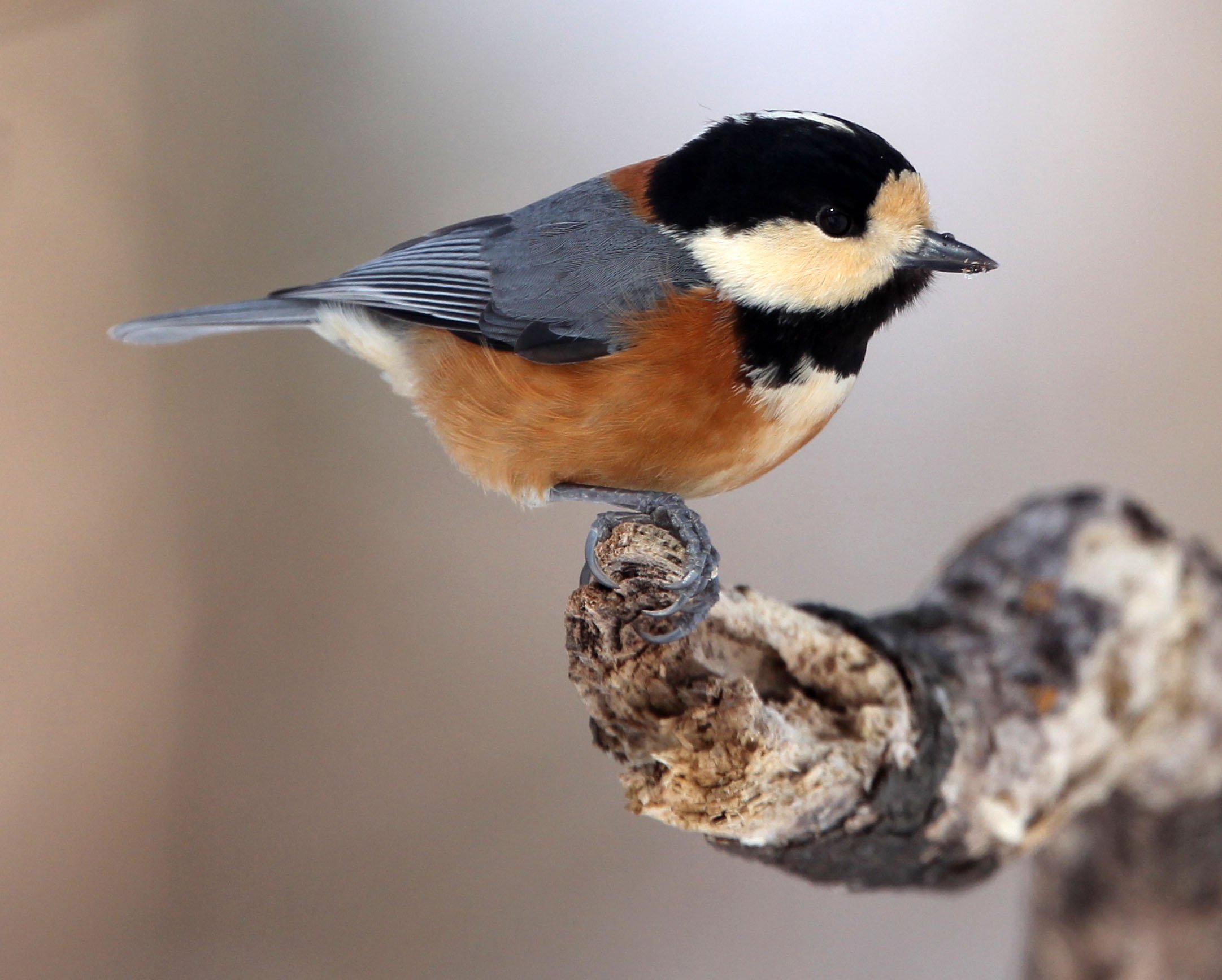 Varied Tit (Sittiparus varia) Kinohiroba Park, Abashiri Hokkaido, Japan (11).JPG