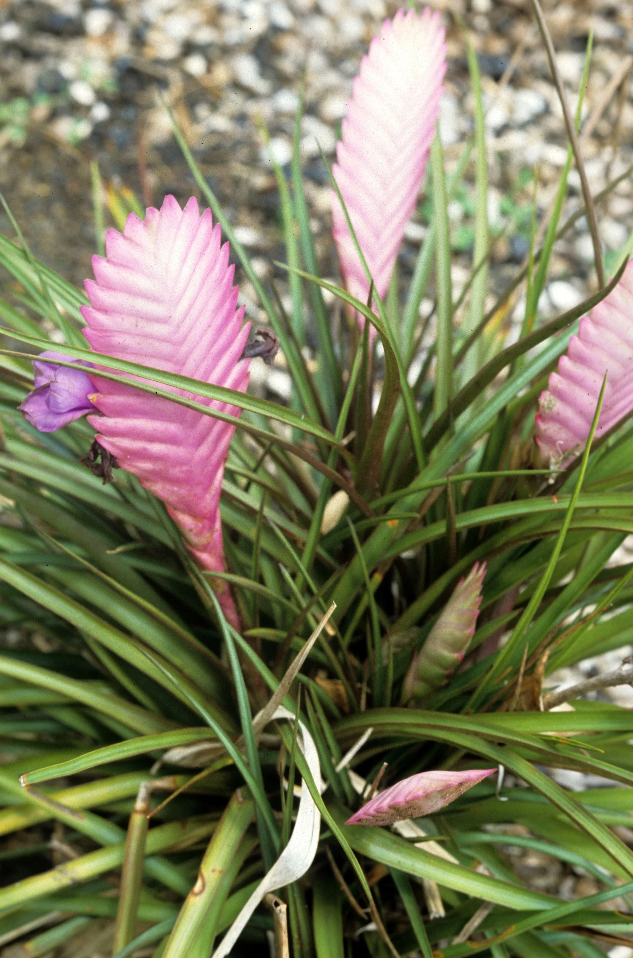 HAWAII - HAWAII - BROMELIAD SPECIES.jpg