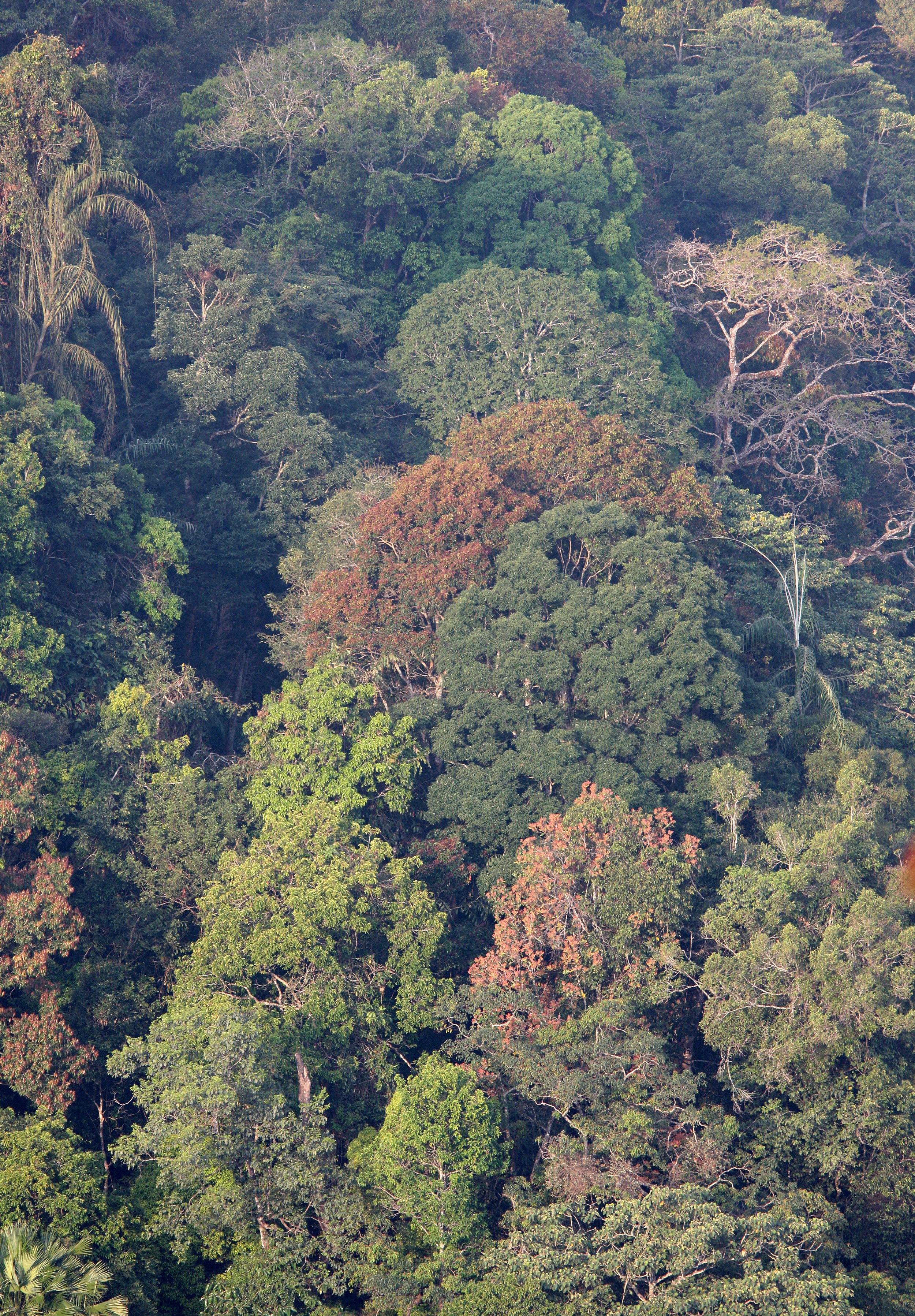 KAENG KRACHAN NP THAILAND - FOREST SCENES (27).JPG
