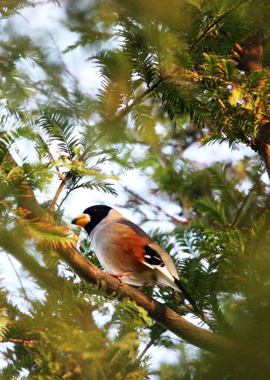 Chinese Grosbeak (Eophona migratoria) Nankou Rudong China (16).JPG