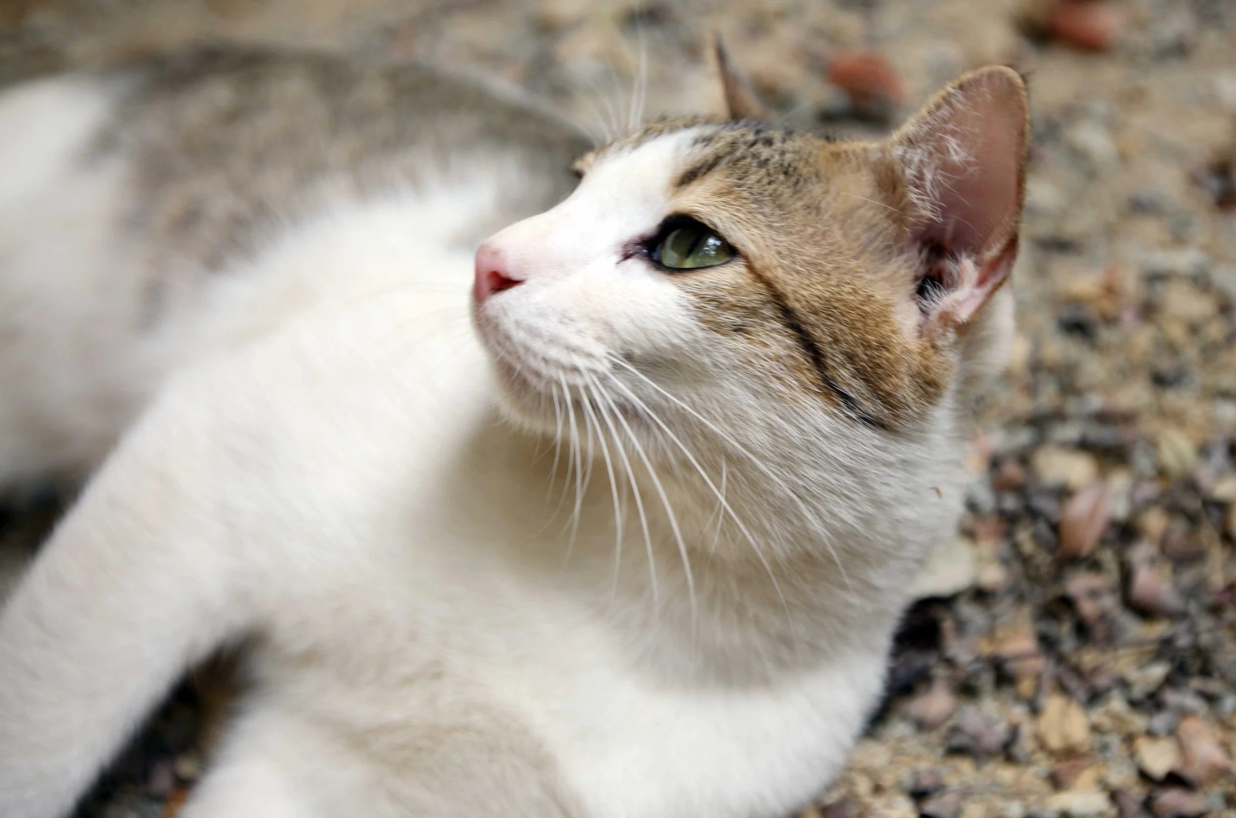 2015 Koh Lanta Songkran with friends from ISB (52).JPG