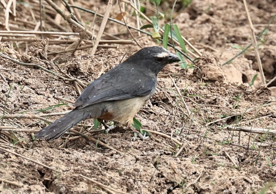 Green-winged Saltator (Saltator similis) Agua Dulce Paraguay (3).jpg