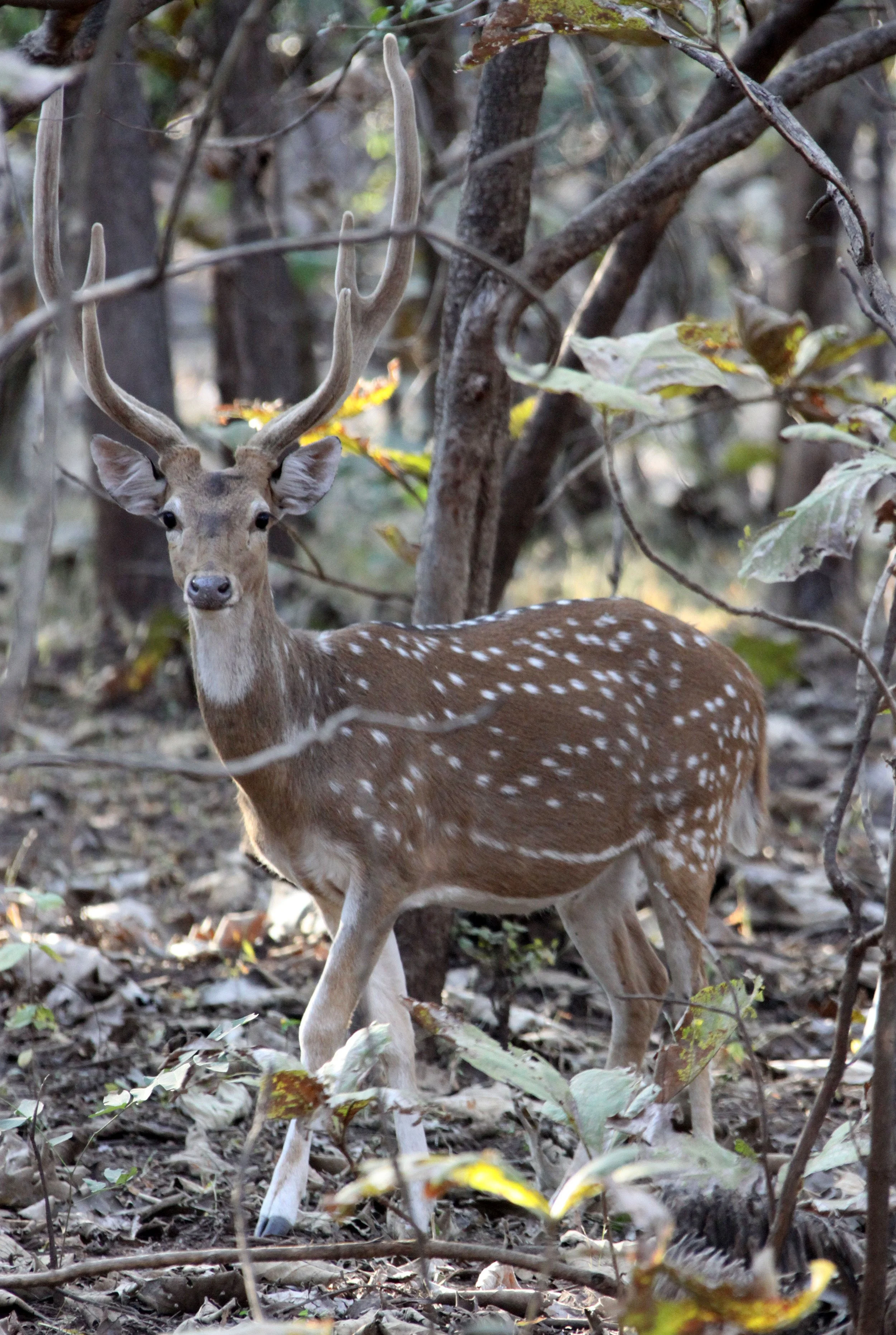 Axis axis axis - INDIAN CHITAL or SPOTTED DEAR - GIR FOREST GUJARAT INDIA (34).JPG