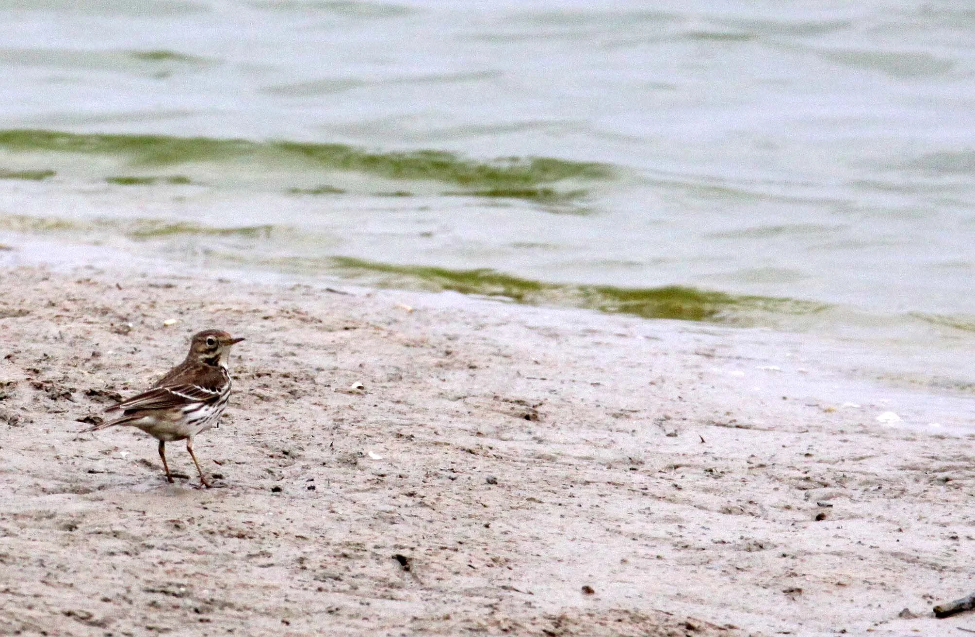 Buff-bellied Pipit (Anthus rubescens) YANCHENG CHINA (6).JPG