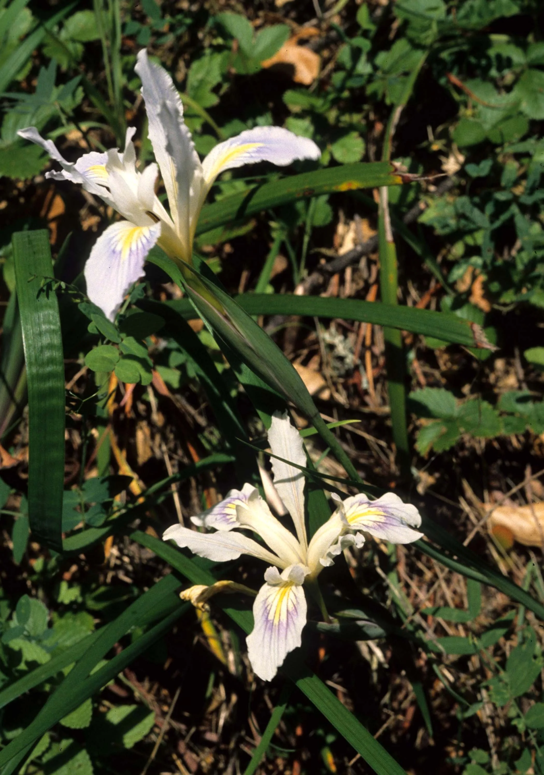CALIFORNIA - REDWOODS NP - LILIACEAE - IRIS DOUGLASII (7).jpg