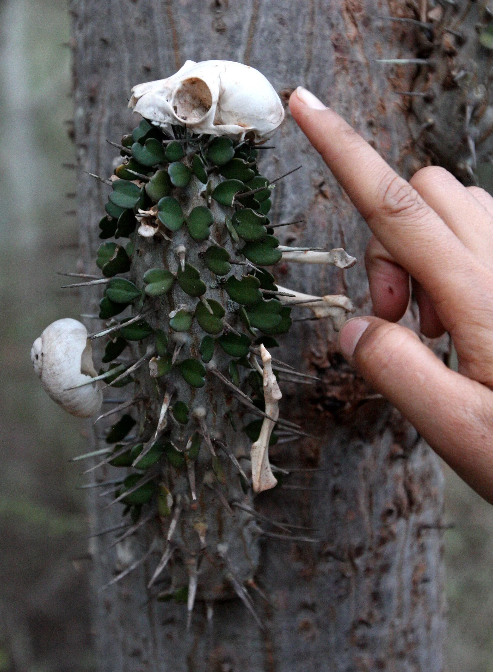 BERENTY RESERVE MADAGASCAR - SUNSET OVER THE SPINY FOREST (3).JPG