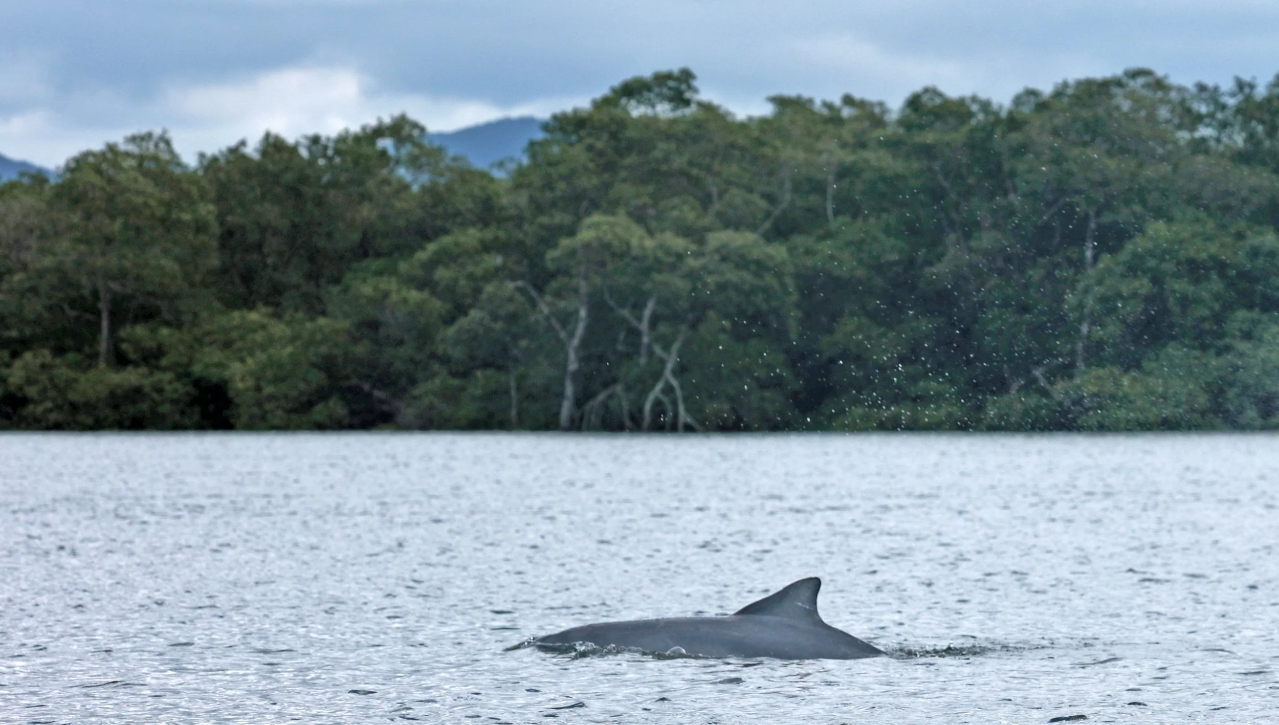 Guiana Dolphin (Sotalia guianensis) Superagüi National Park, Brazil (13).jpg