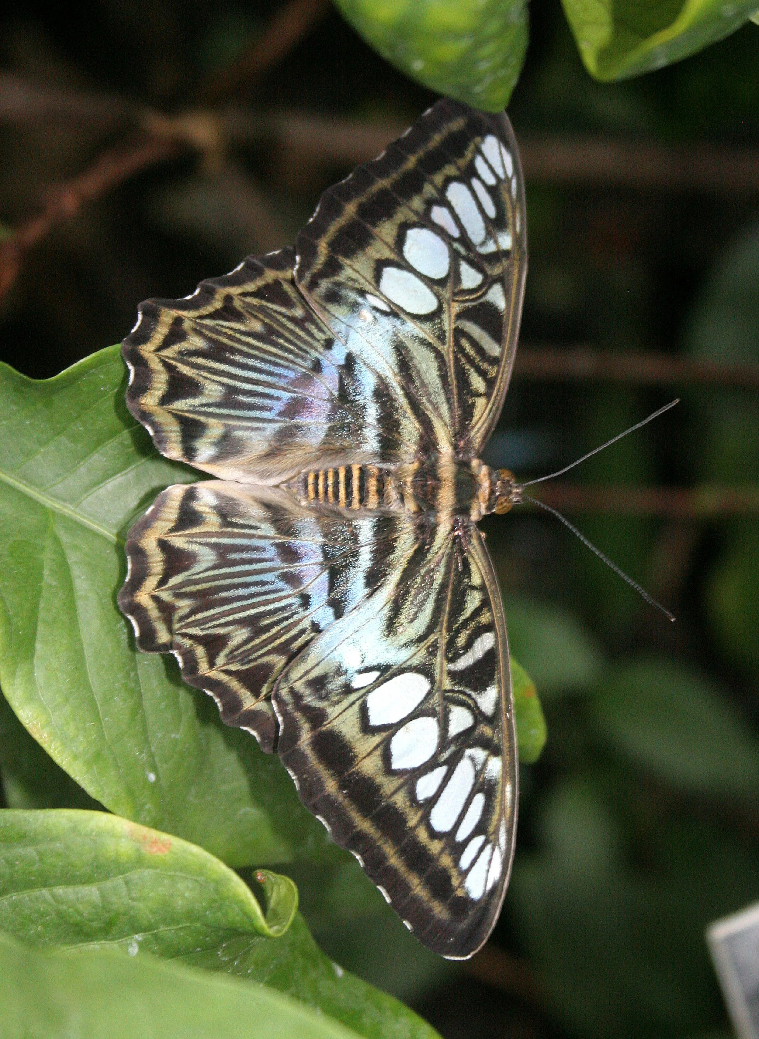 2008-3-31 CHICAGO SPRING TRIP - PEGGY BARTEAON NATURE MUSEUM (12).JPG