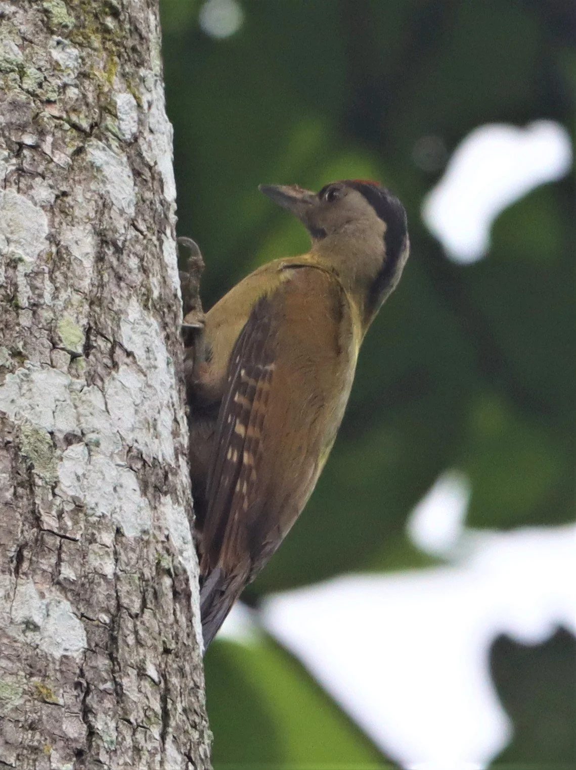 WOODPECKER - BLACK-NAPED WOODPECKER - Picus guerini - KAENG KRACHAN NATIONAL PARK (6).jpg