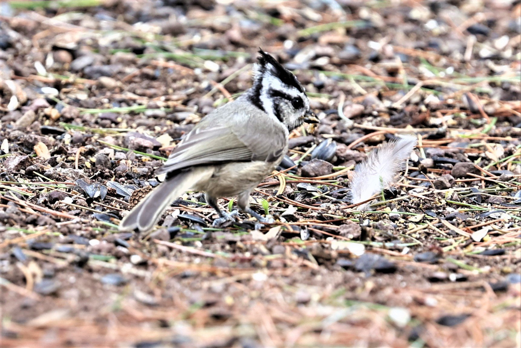 Bridled Titmouse (Baeolophus wollweberi) Cave Creek Arizona (12).jpg