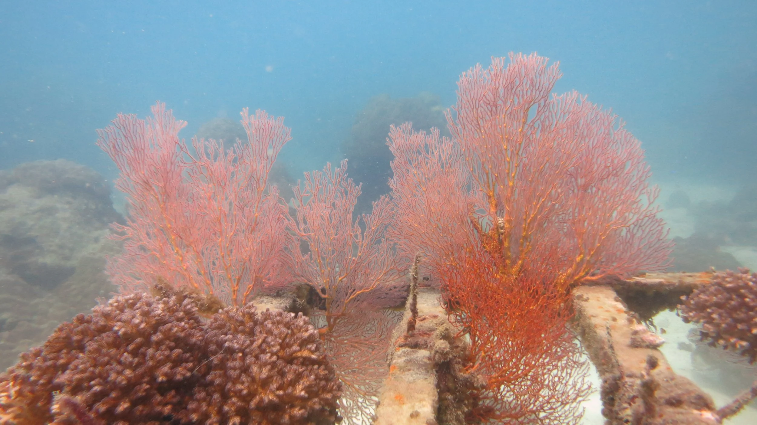 2016 BPS Satthahip Dive Trip with Marine Conservation Club (54).JPG