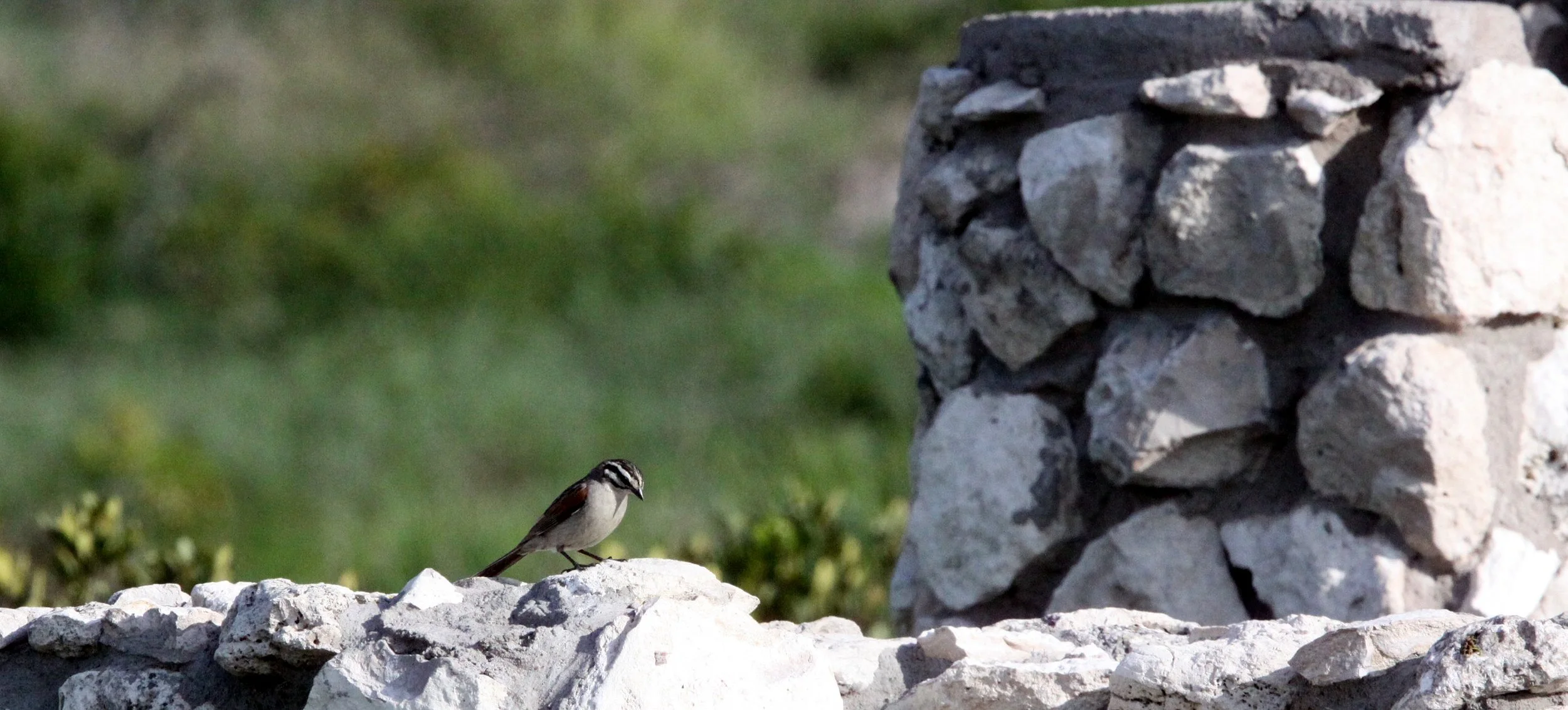 Cape Bunting (Emberiza capensis) West Coast NP South Africa (2).JPG