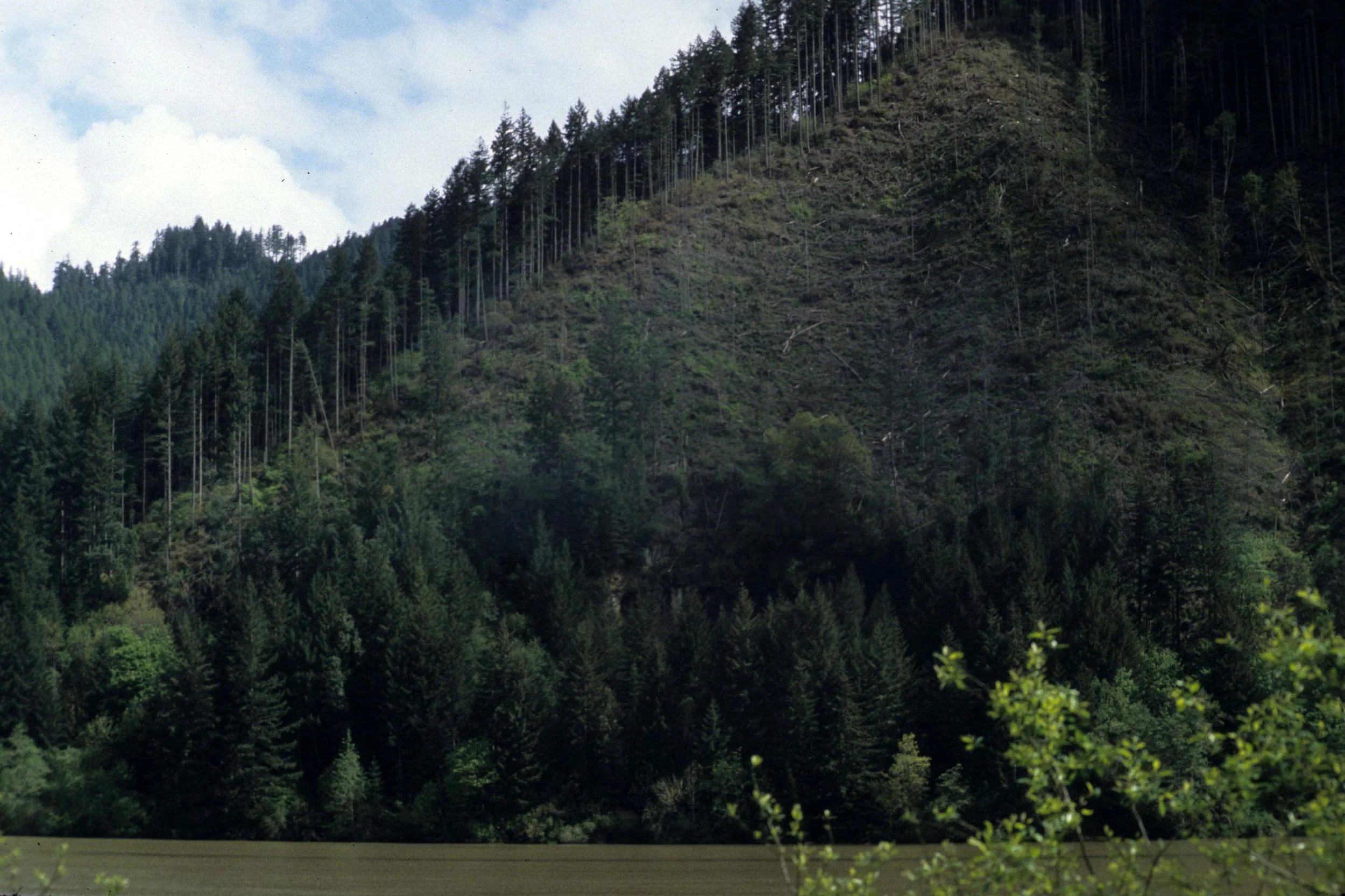 CALIFORNIA - REDWOODS NP - LOGGING PRACTICES.jpg