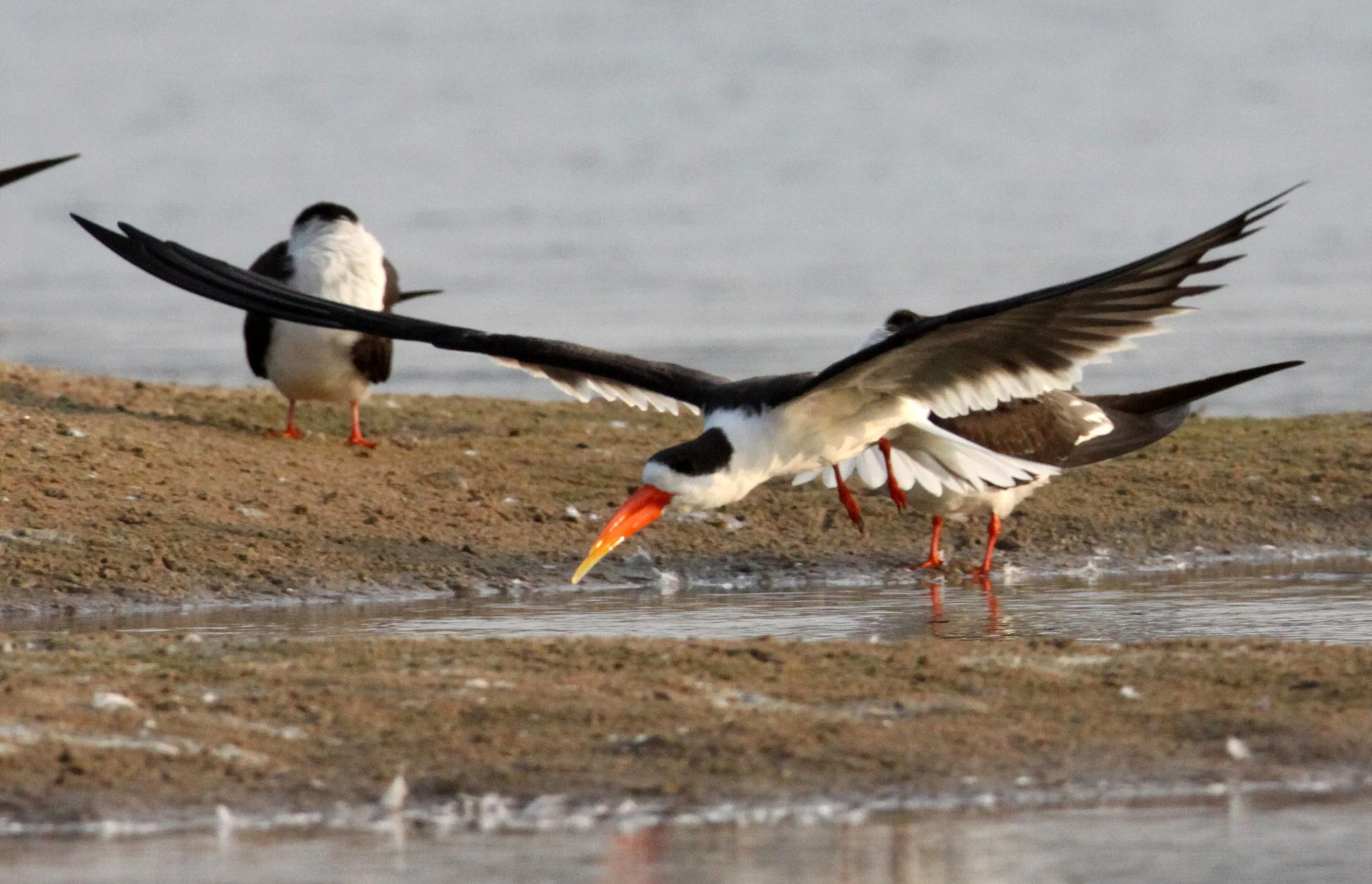 BIRD - SKIMMER - INDIAN SKIMMER - CHAMBAL SANCTUARY INDIA (57).JPG