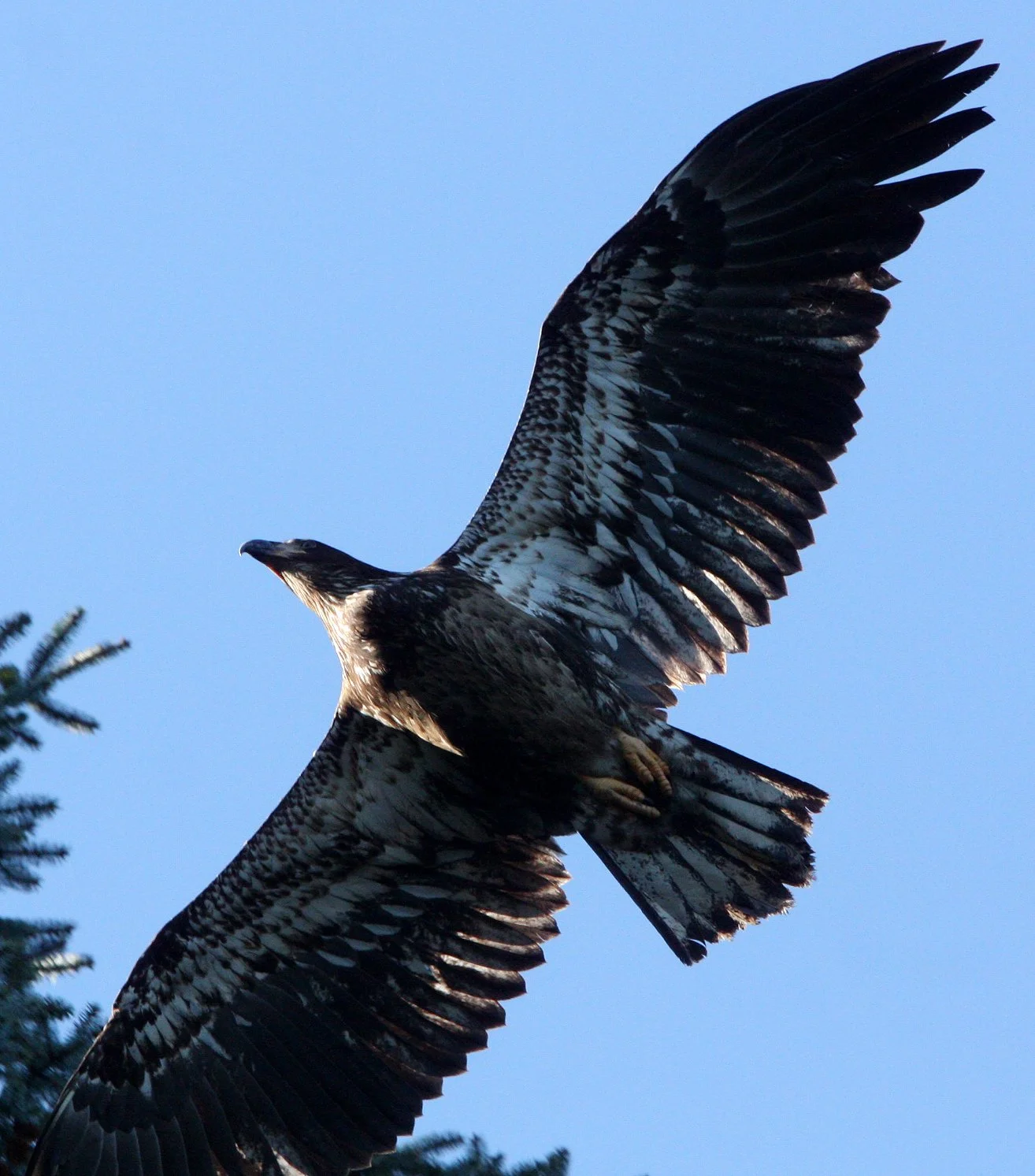 BIRD - EAGLE - BALD EAGLE IMMATURE - CAPE FLATTERY WA (4) - Copy.JPG