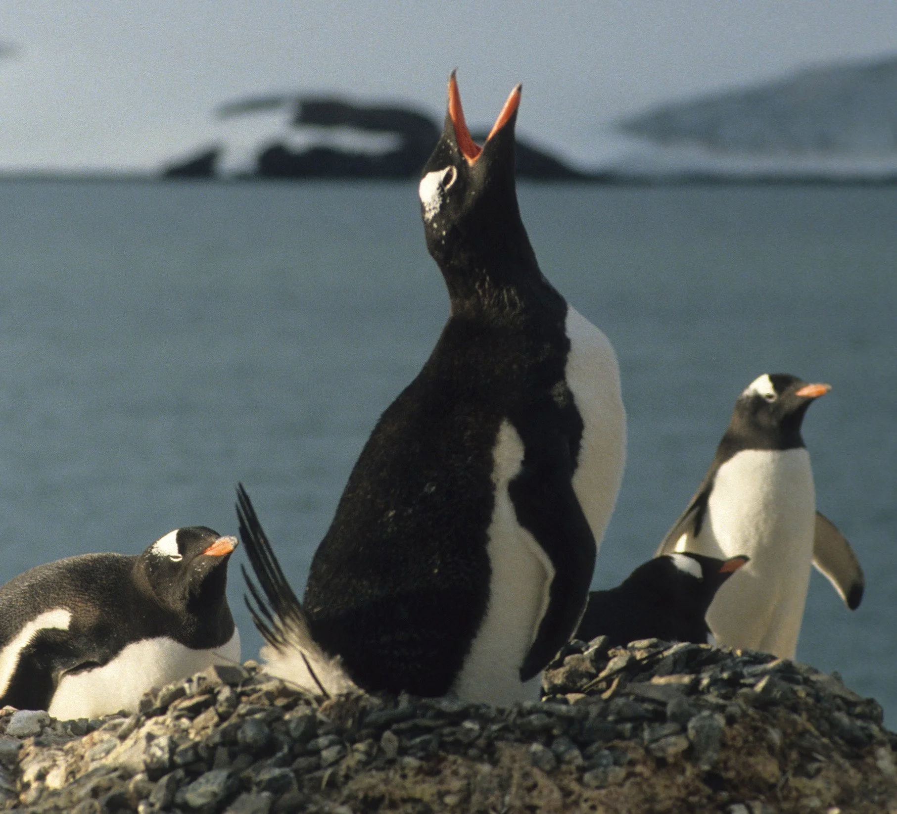 Gentoo Penguin (Pygoscelis papua) Antarctic Peninsula scanned slides 1996 (19).jpg