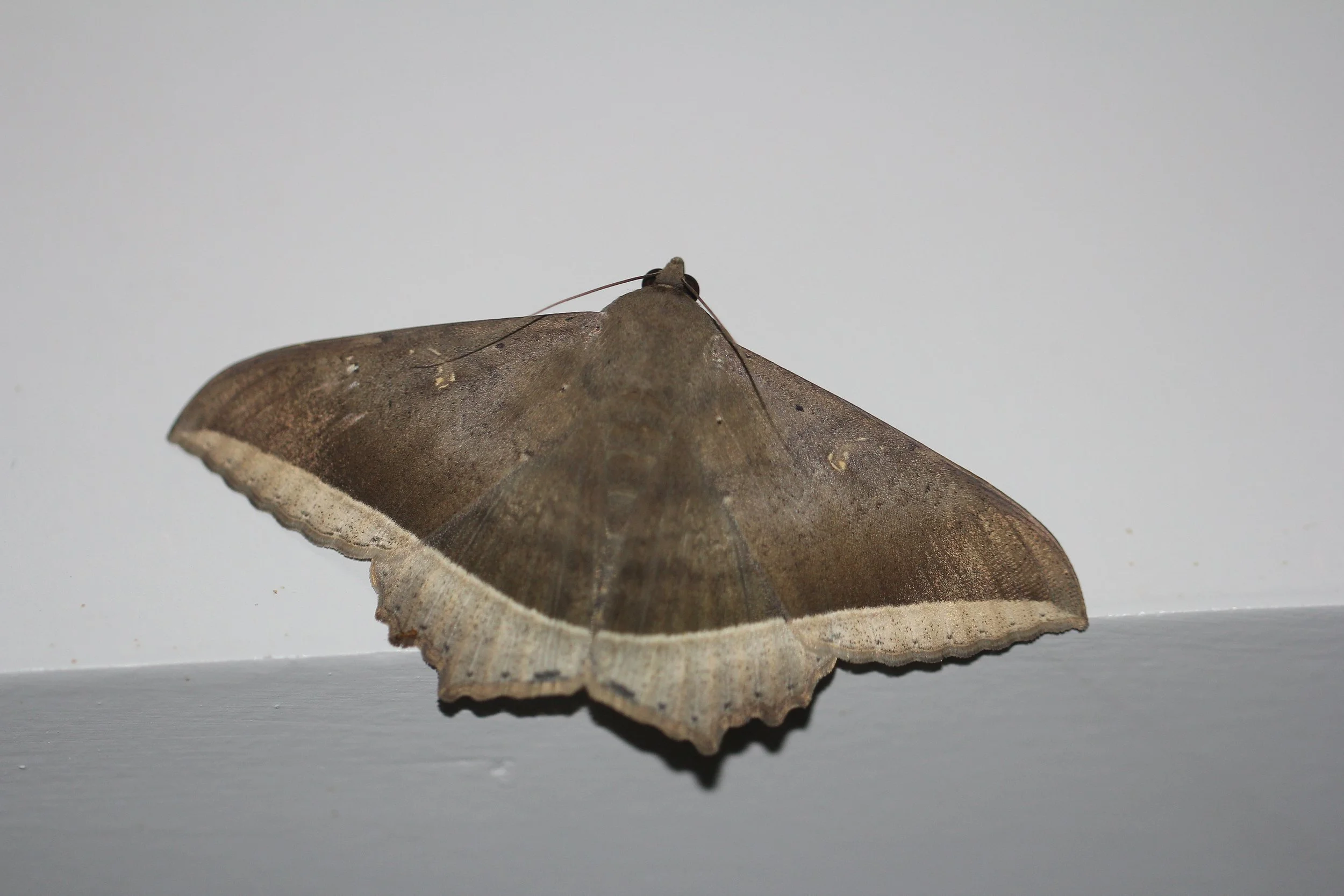 Erebidae - Hulodes caranea - Koh Lanta, Thailand 