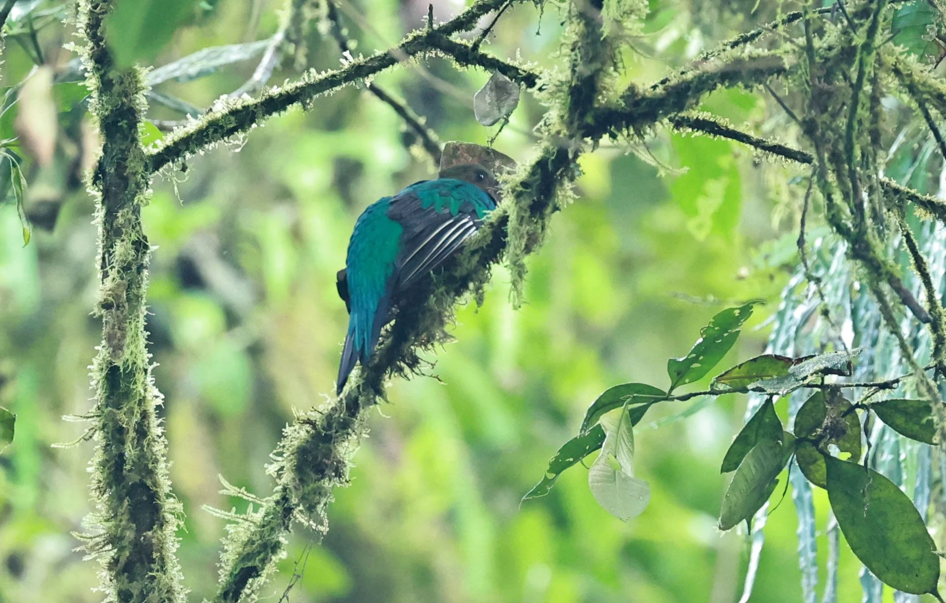 Quetzal - Golden-headed Quetzal - Pharomachrus auriceps - Mindo, Ecuador - Chocoan Lowlands and Valley (7).jpg