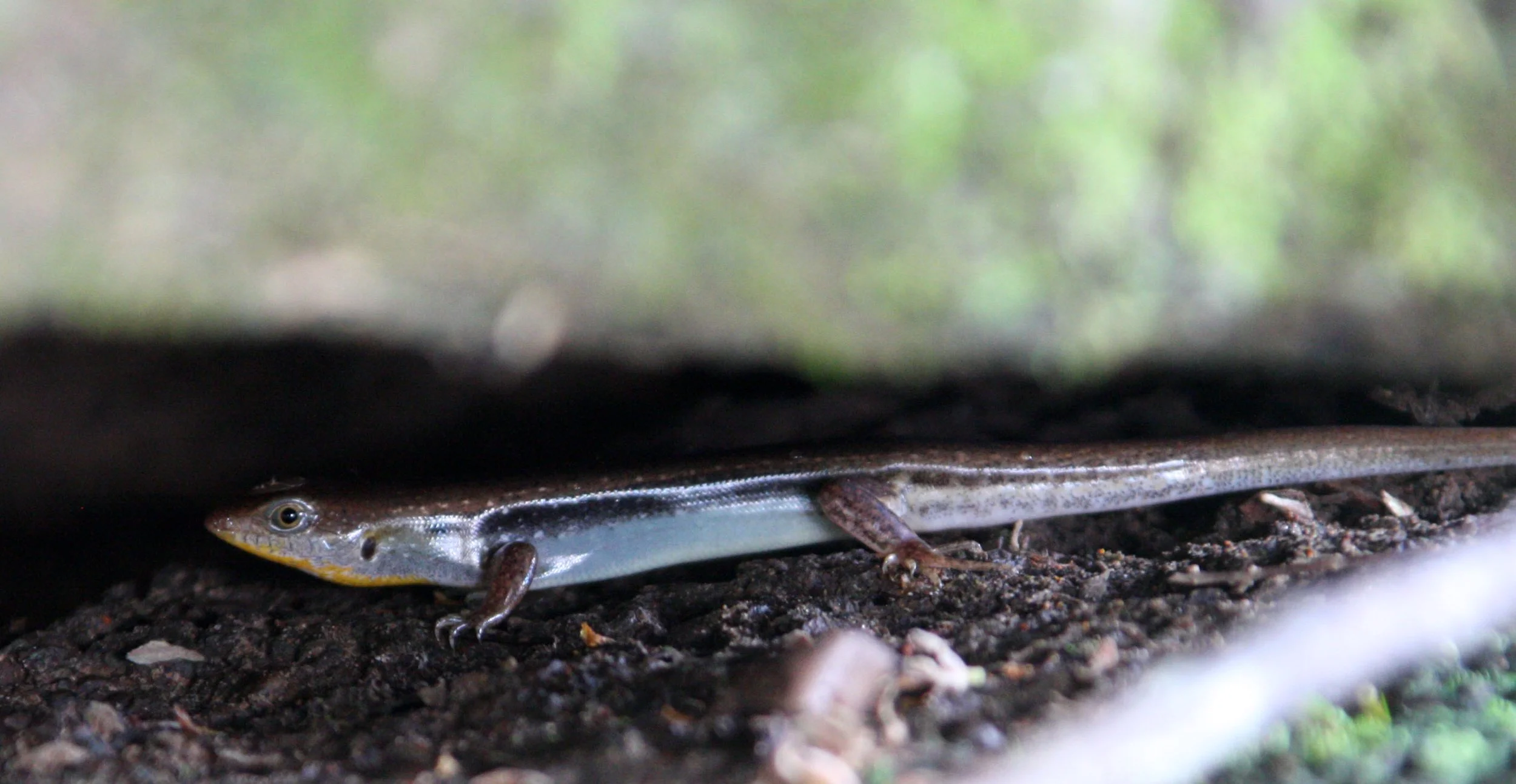 REPTILE - SKINK SPECIES - KOH KER CAMBODIA (1).JPG