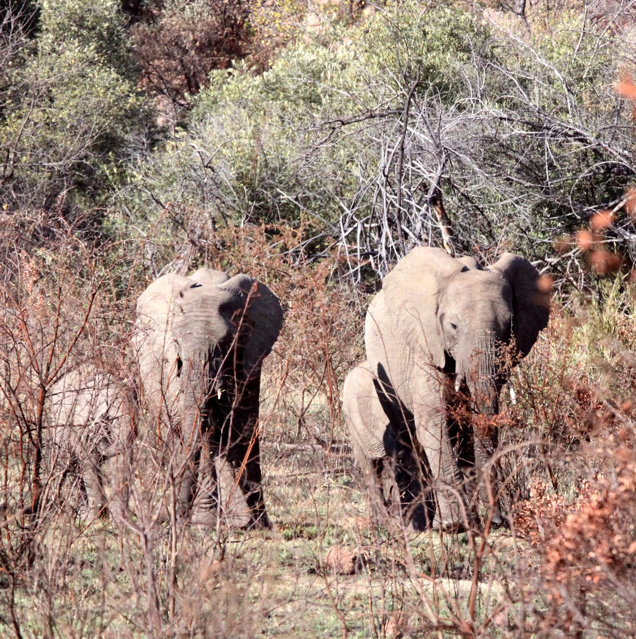 ELEPHANT - AFRICAN ELEPHANT - PILANESBERG NATIONAL PARK SOUTH AFRICA.JPG