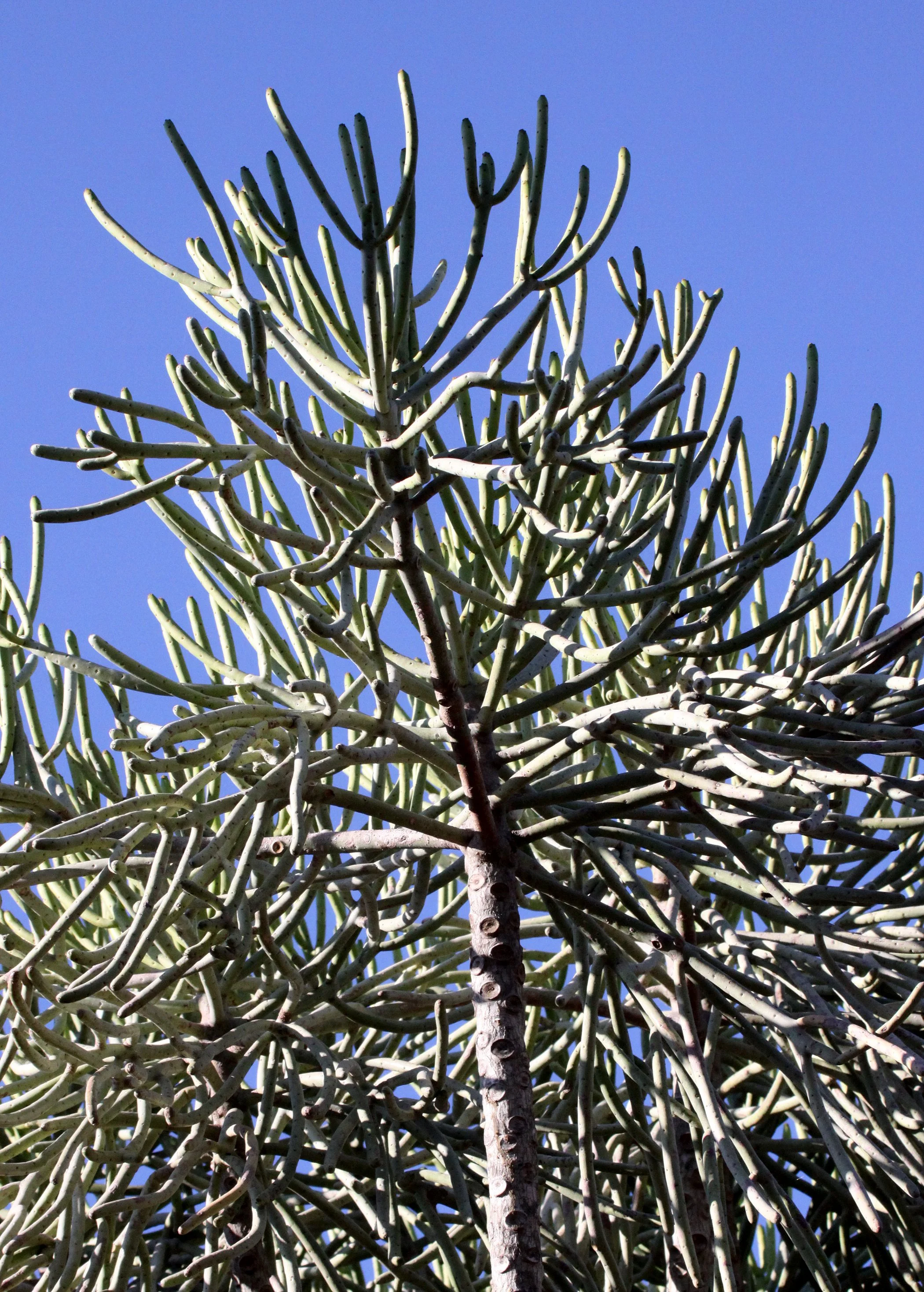 PLANT - EUPHORBIA CEDRORUM - BERENTY RESERVE MADAGASCAR (8).JPG