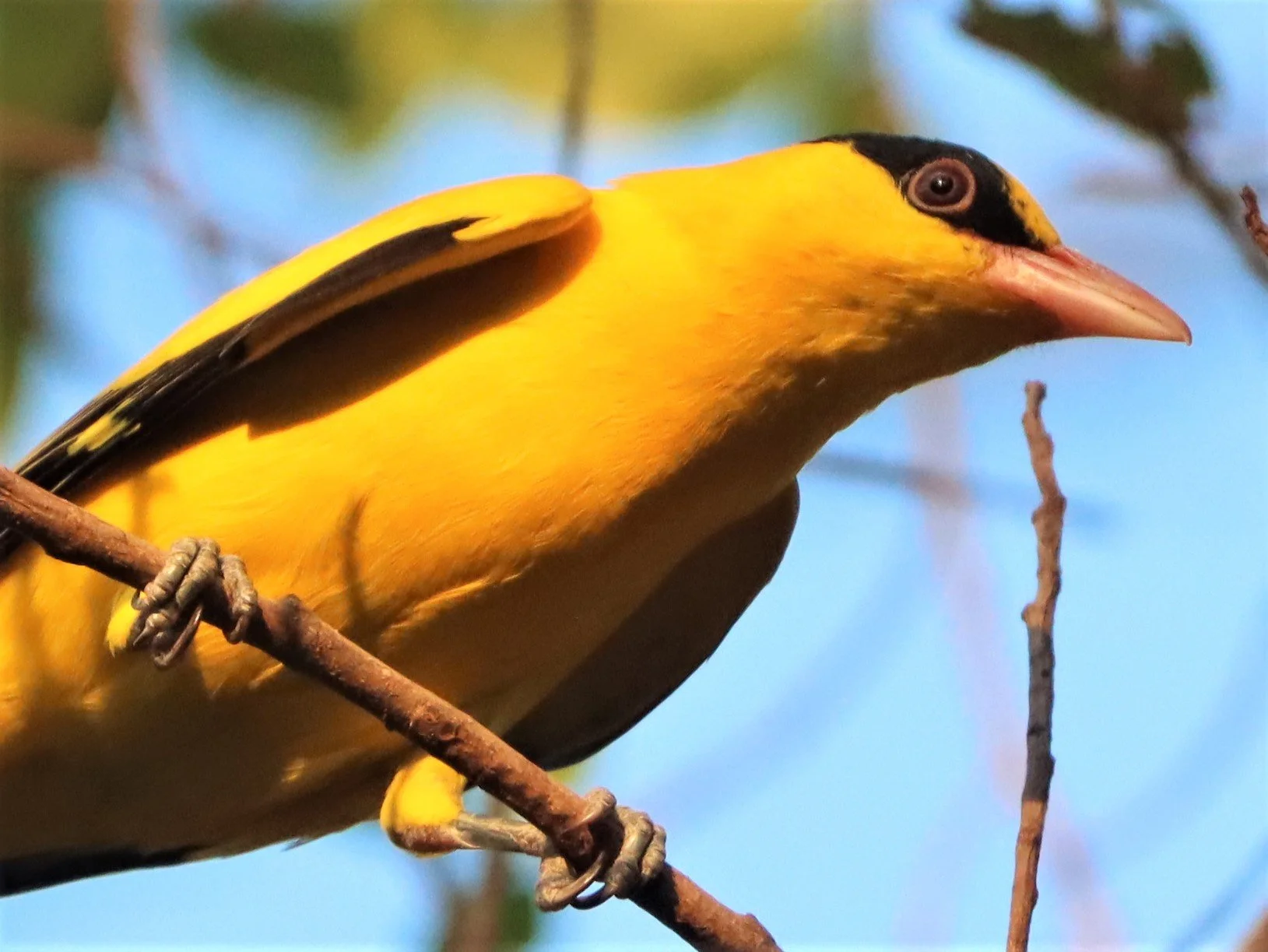 Black-napped Oriole (Oriolus chinensis) Rama 9 Park Bangkok (27).jpg