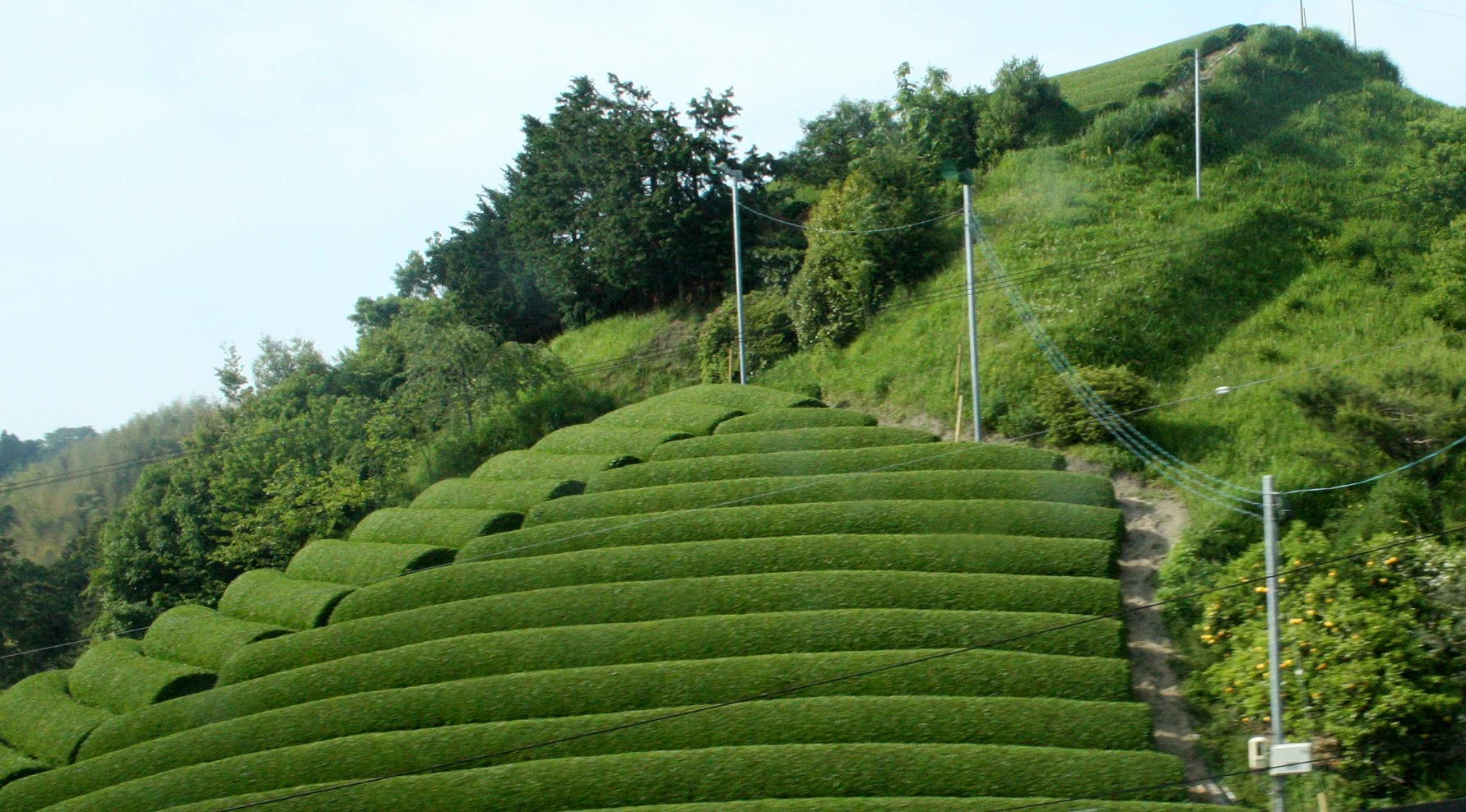 NAGOYA - OCHA ORCHARDS - MAY 2009 (7).JPG