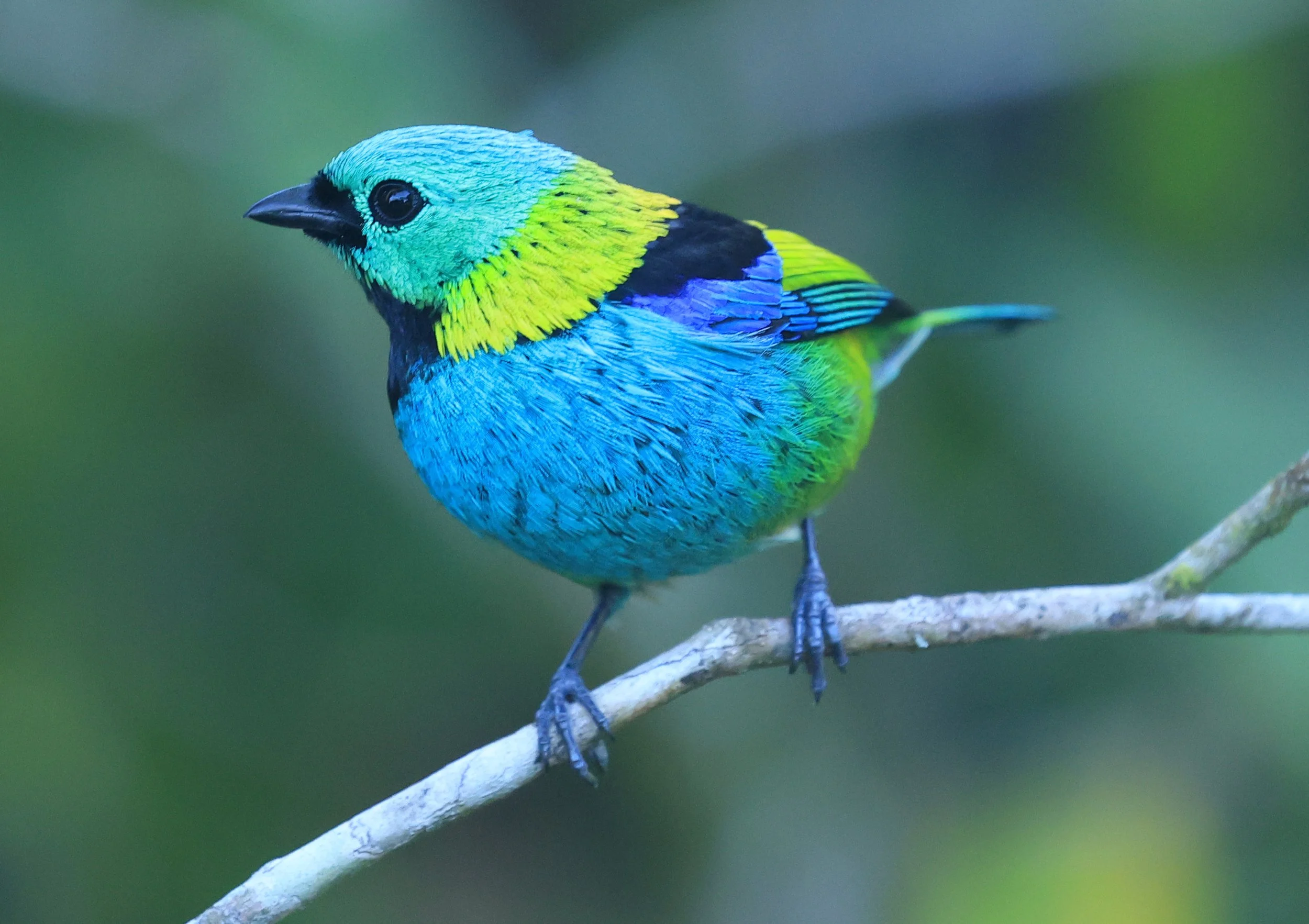Green-headed Tanager (Tangara seledon)  Superagui National Park, Brazil (206).jpg