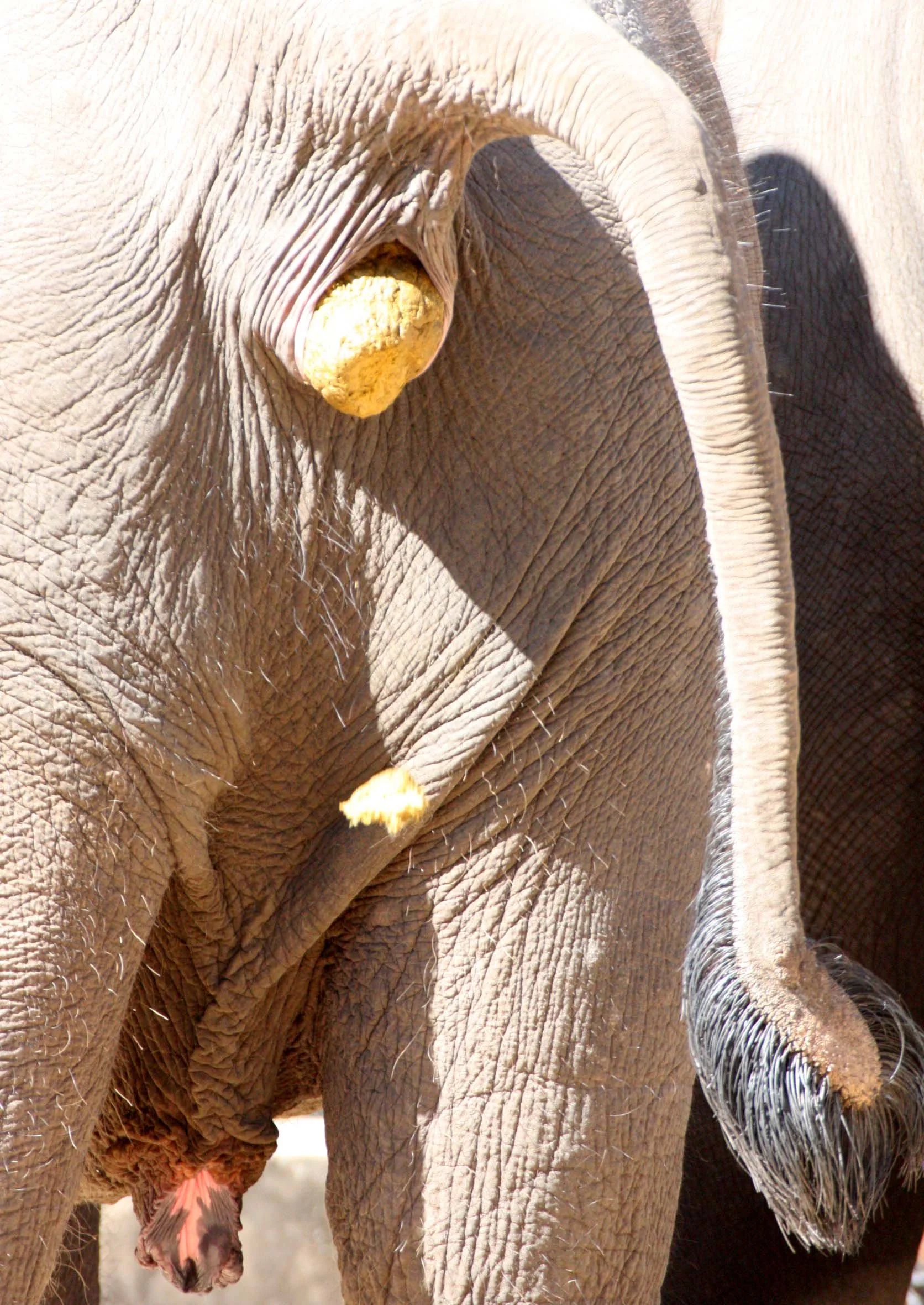 2008 Lampang City & Elephant Center (61).JPG