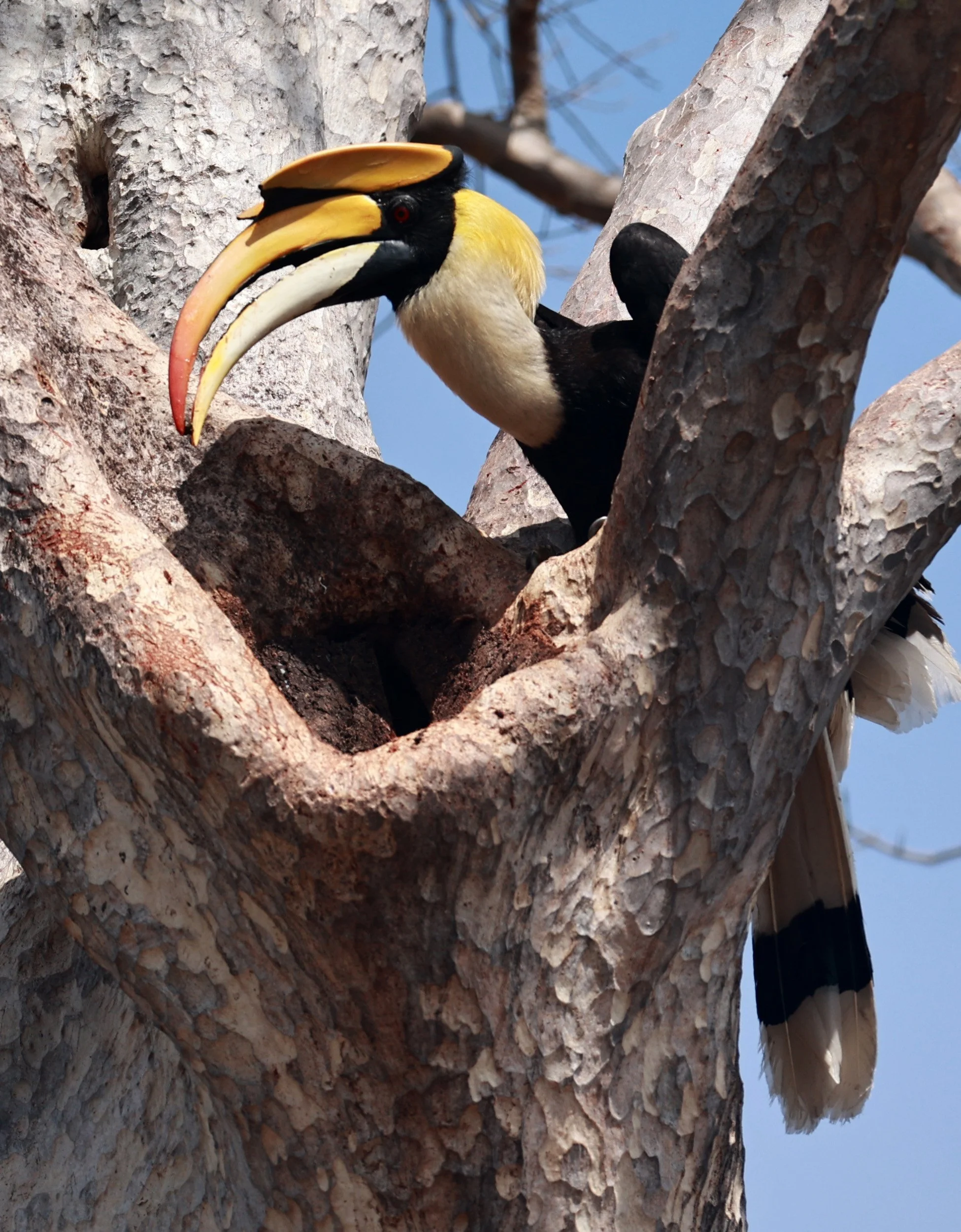 Great hornbill (Buceros bicornis) Pak Chong Mu Si Municipality Feb 2026 (98).jpg