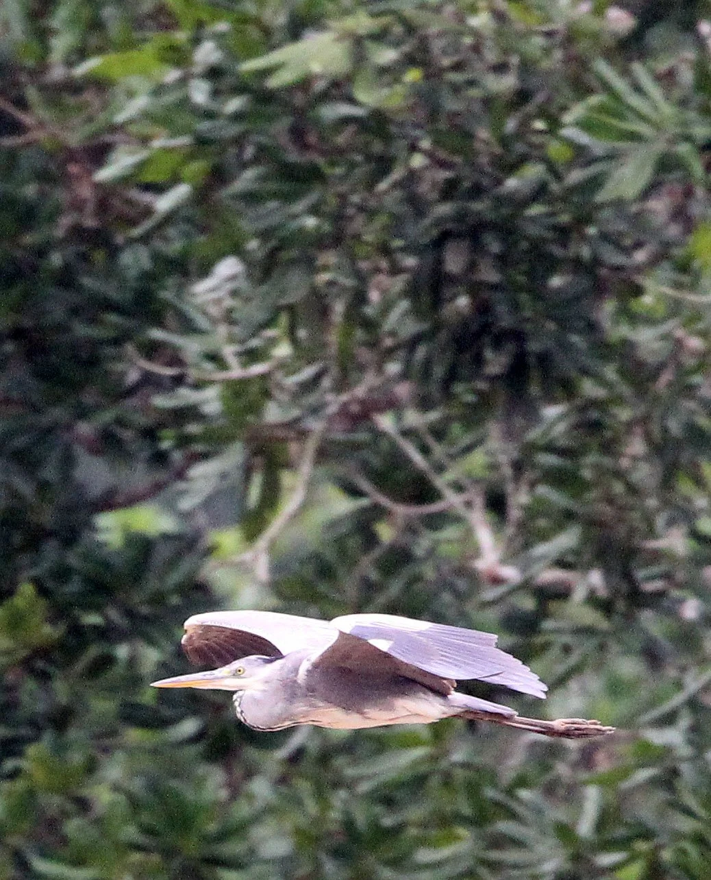 HERON - GREY HERON - Ardea cinerea - DZANGA BAI - DZANGA NDOKI NATIONAL PARK CENTRAL AFRICAN REPUBLIC (19).JPG