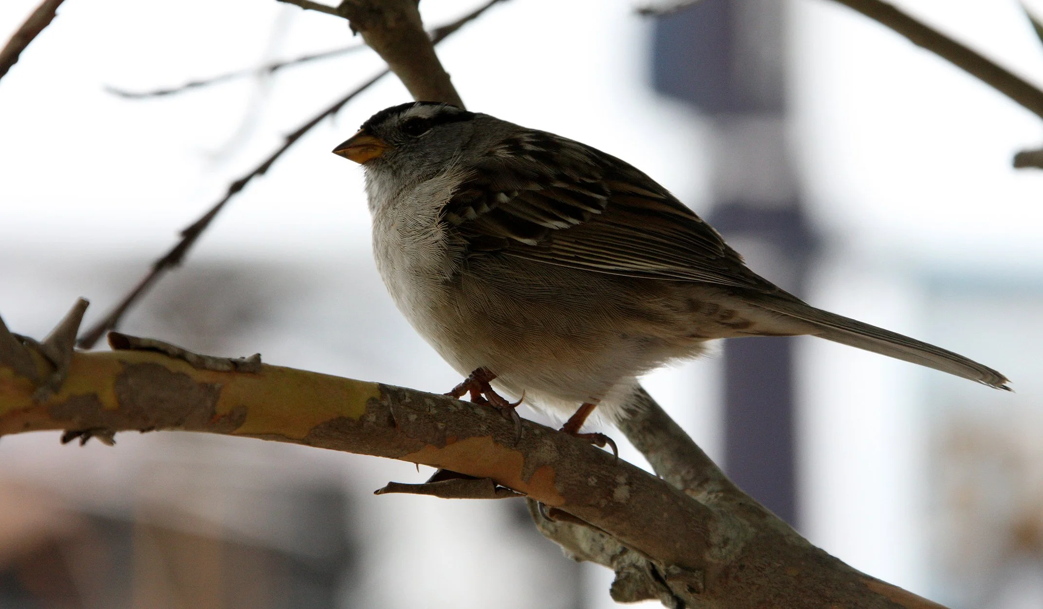 White-crowned Sparrow (Zonotrichia leucophrys) Arcata Harbor California.JPG