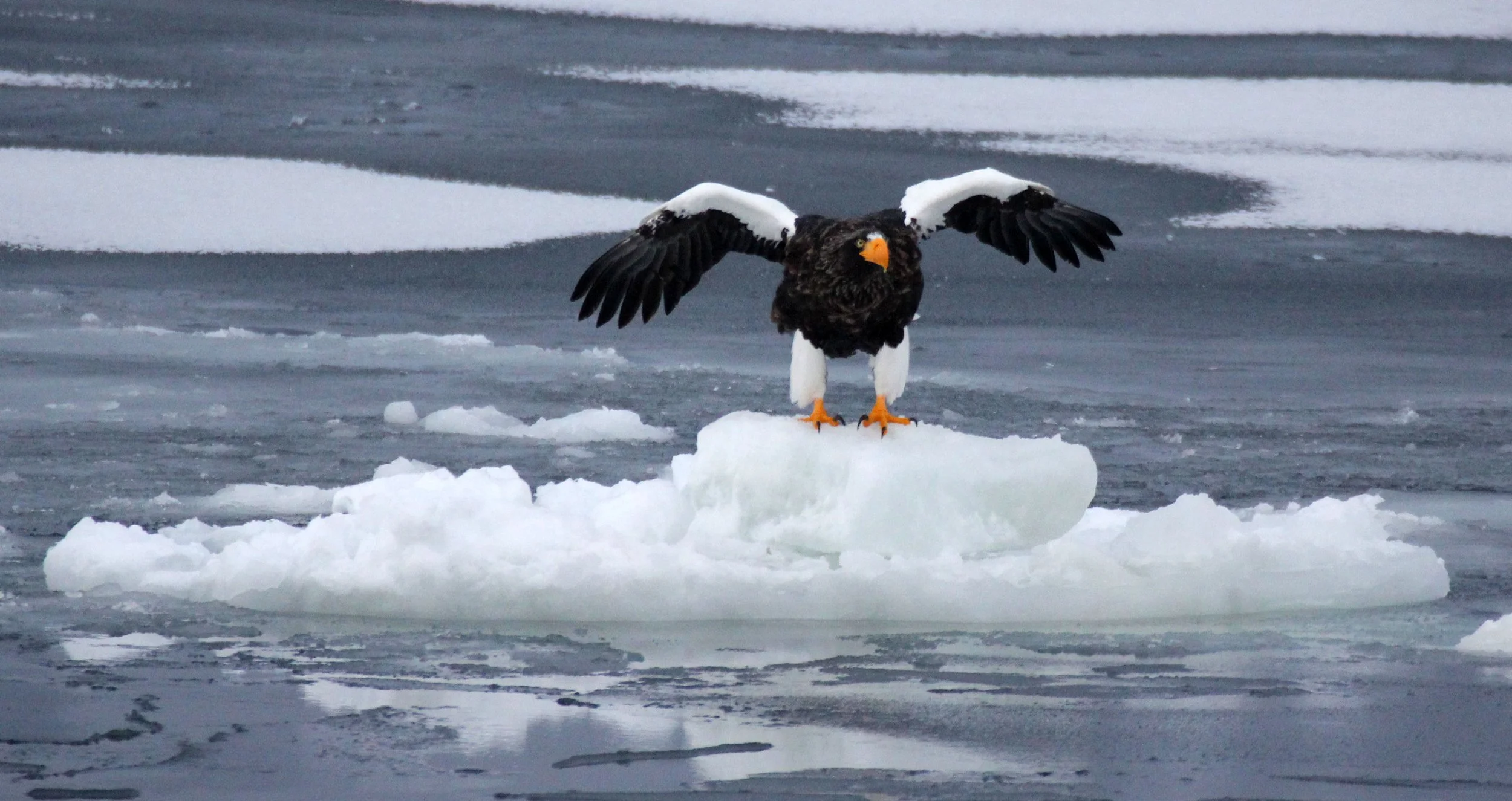 Haliaeetus pelagicus - STELLER'S SEA EAGLE - RAUSU, SHIRETOKO PENINSULA, HOKKAIDO JAPAN (64).JPG