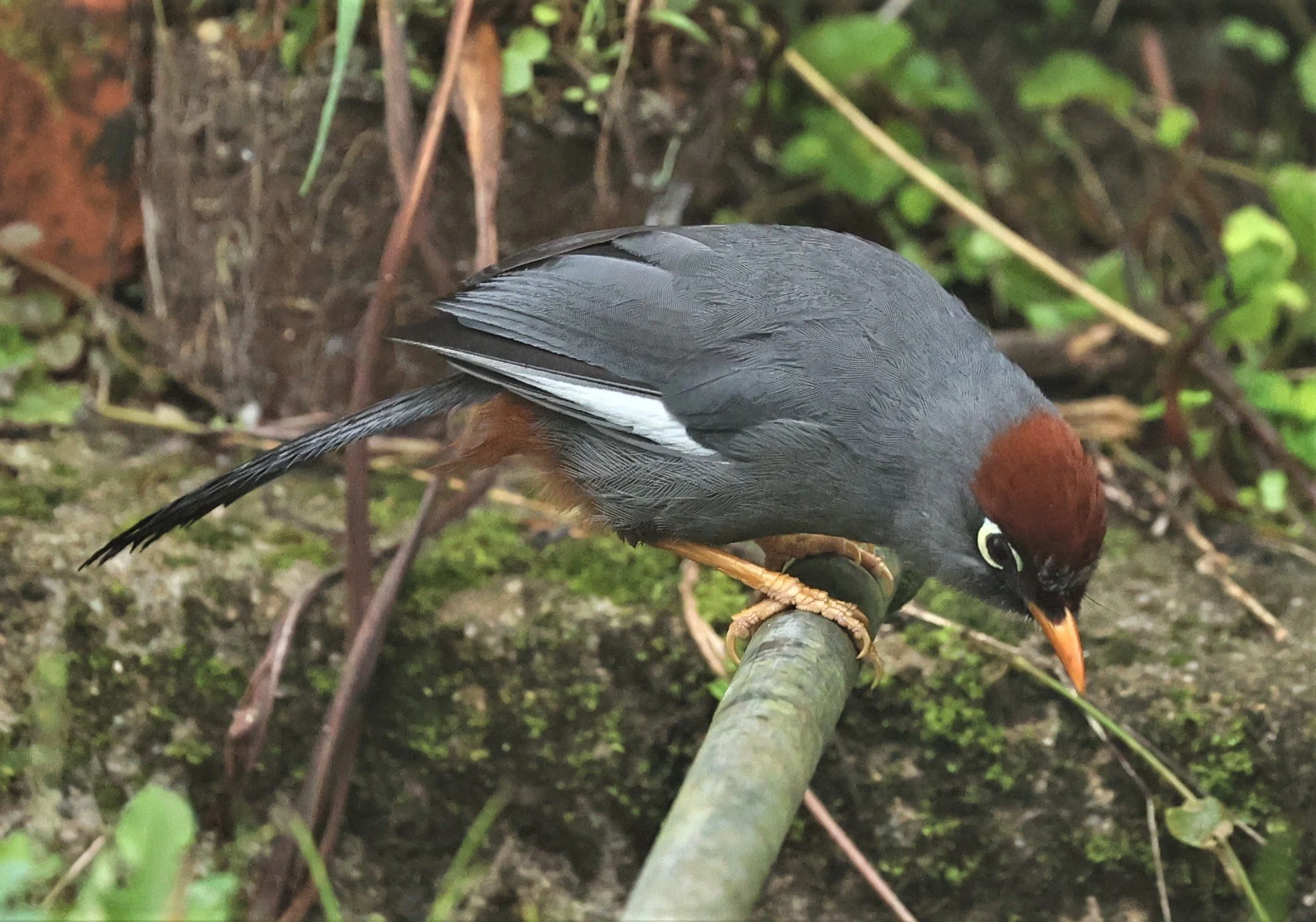 Pterorhinus mitratus - CHESTNUT-CAPPED LAUGHINGTHRUSH - FRASER'S HILL RAUB DISTRICT PAHANG MALAYSIA (9).jpg