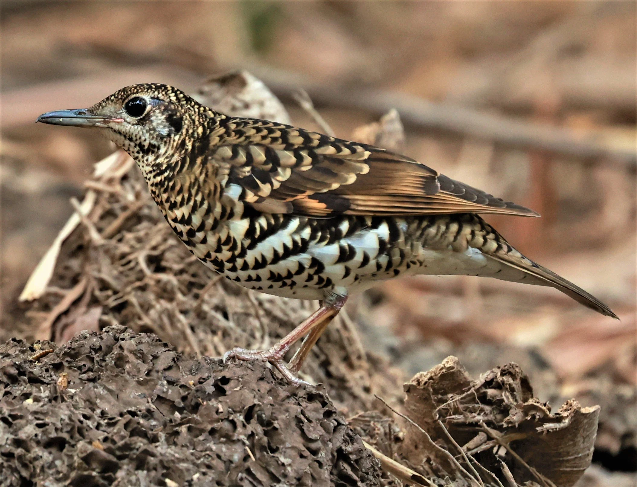 White's Thrush (Zoothera aurea) Putthamonthon Park Nakhon Pathom Thailand (142).jpg