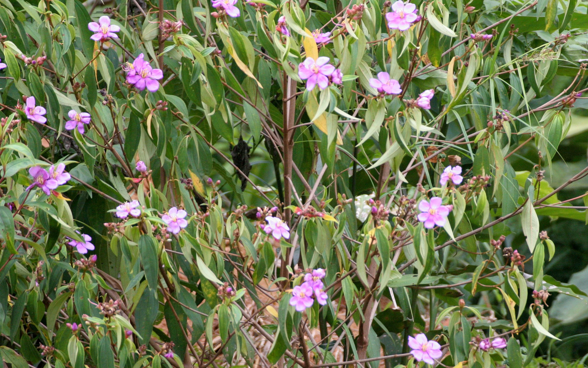 TABIN WILDLIFE RESERVE BORNEO - MILTONIA SPECIES  (3).JPG