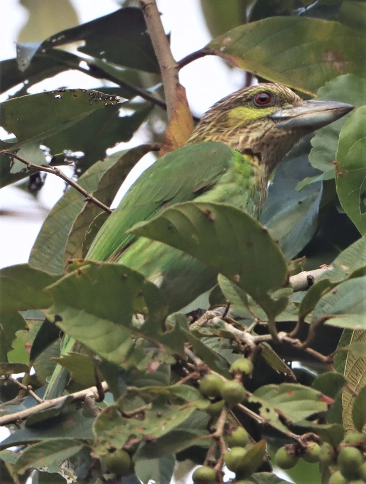 BARBET - LINEATED BARBET - Megalaima lineata - KHAENG KRACHAN 2021 (15).jpg