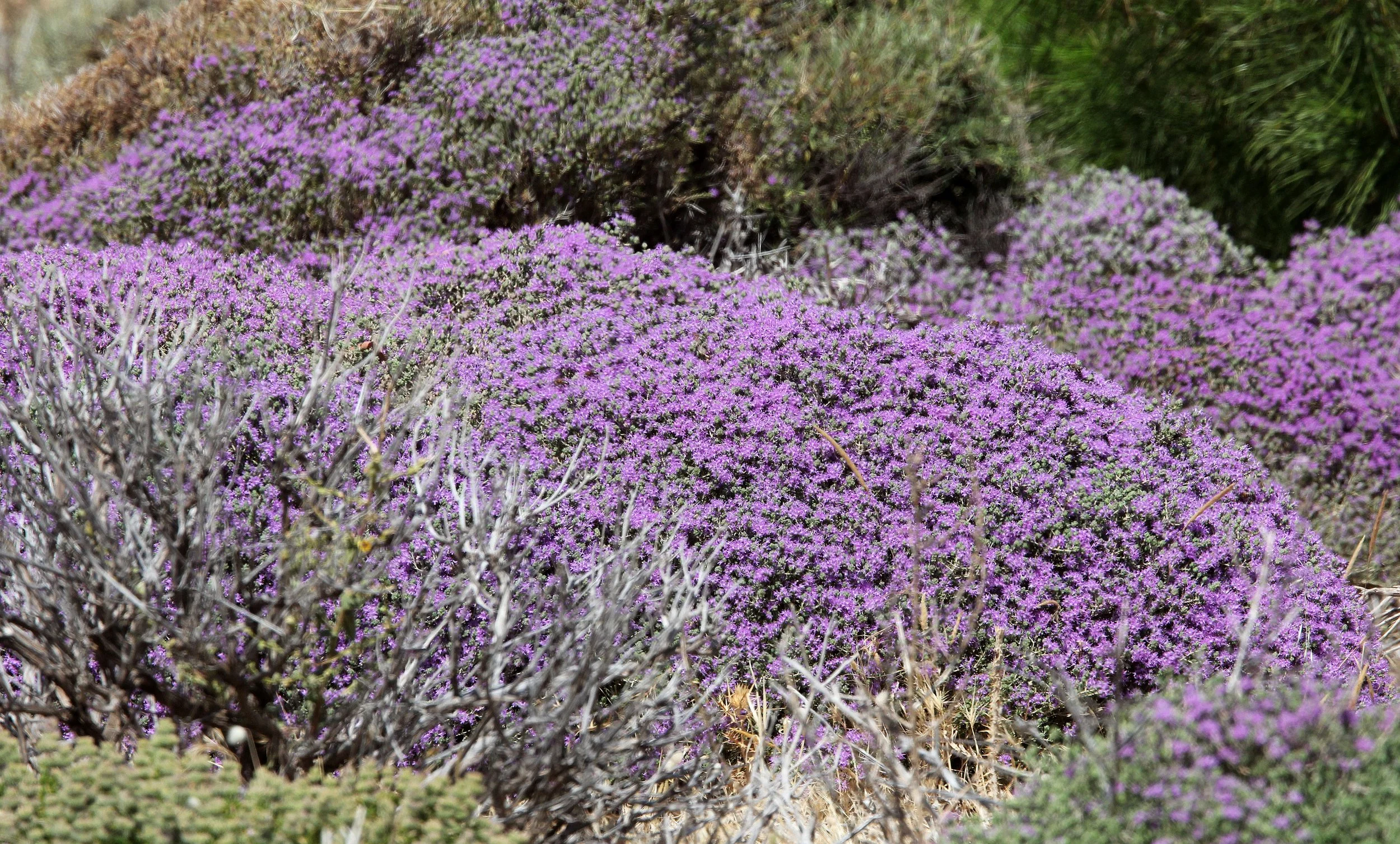 SOUGIA CRETE GREECE (12).JPG