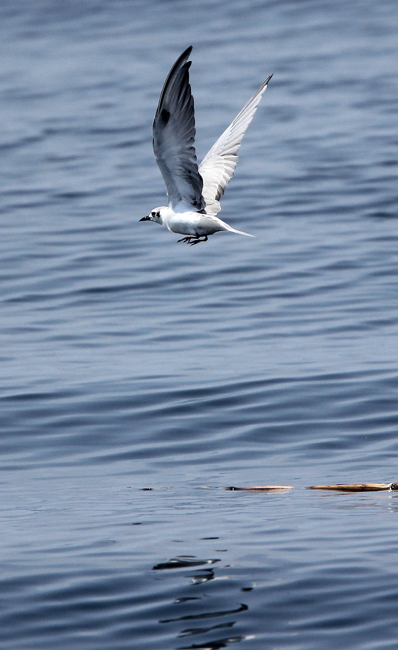BIRD - TERN - WHISKERED AND LITTLE TERNS - BAN TABOON HARBOR PETCHABURI (29).JPG