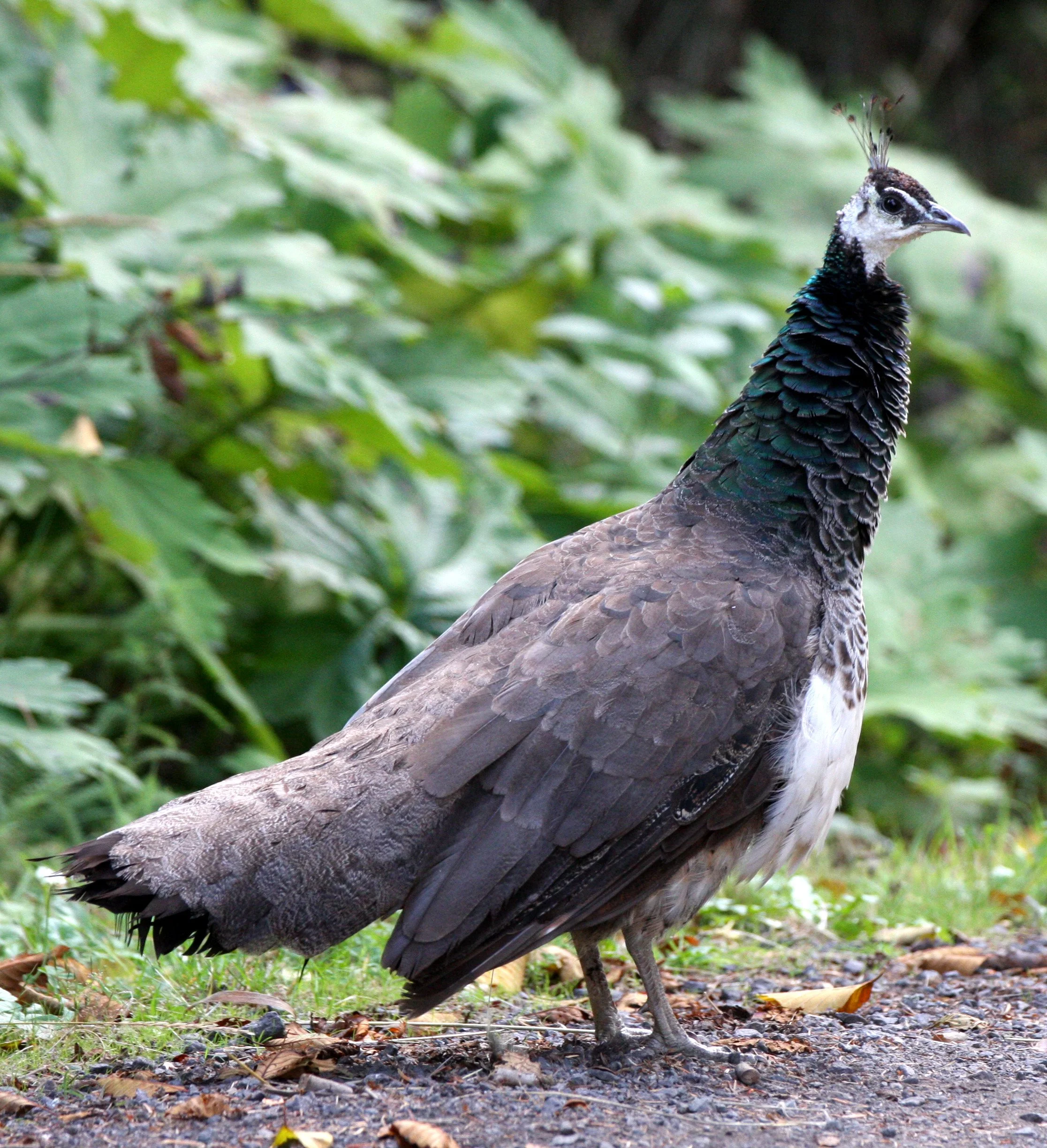 BIRD - PEACOCK - FEMALE - LAKE FARM TRAILS (4).JPG