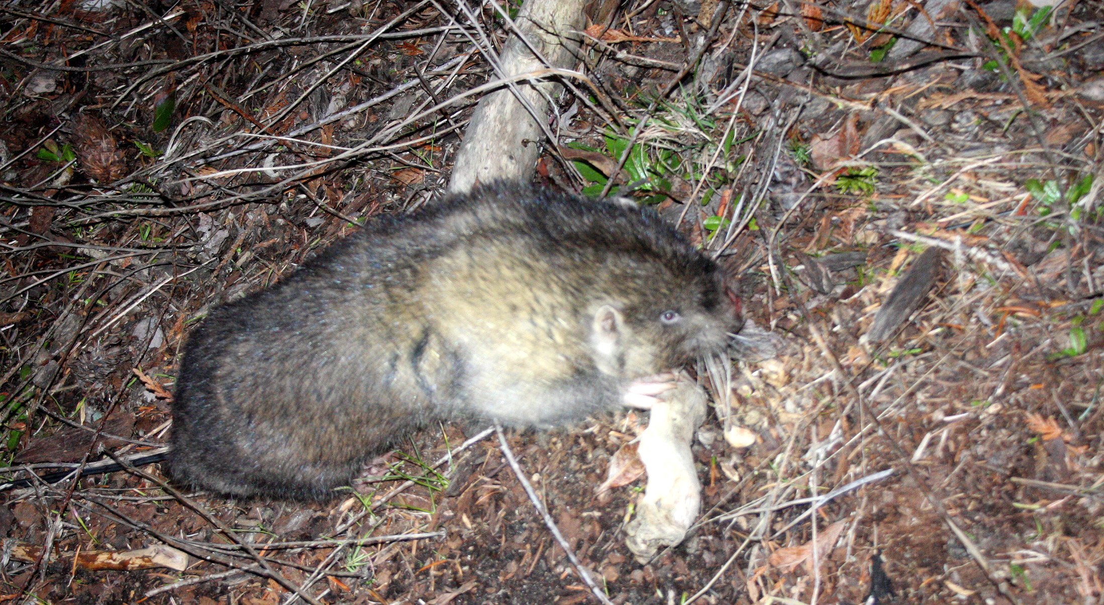 Aplodontia rufa - MOUNTAIN BEAVER - LAKE FARM WASHINGTON (18).JPG