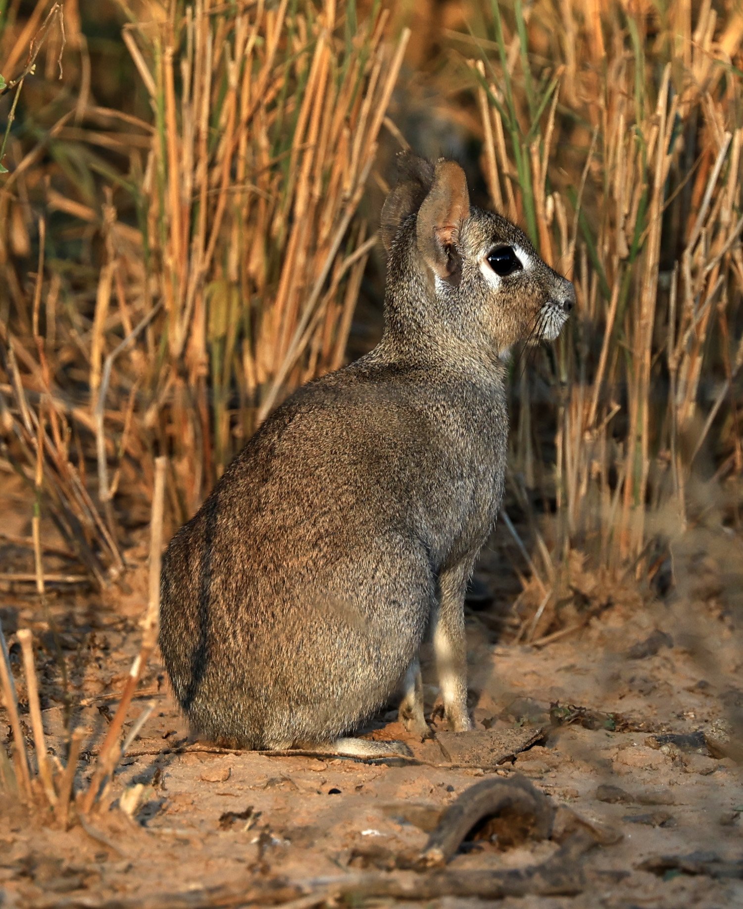 Chacoan Mara (Dolichotis salinicola) Aurora Chaquena Reserve, Neuland Mennonite Colony Paraguay (21).jpg