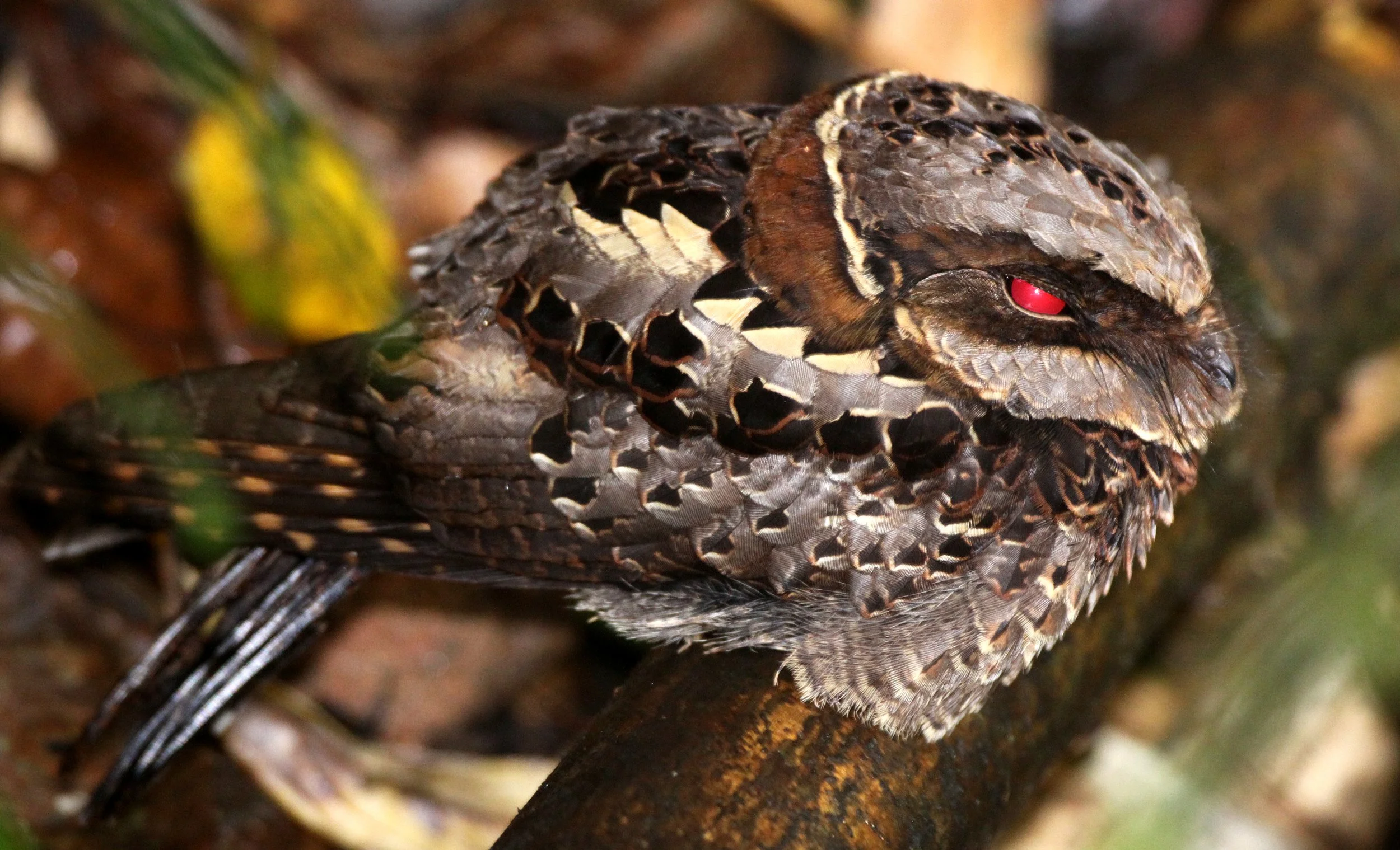 BIRD - NIGHTJAR - COLLARED NIGHTJAR - CAPRIMULGUS ENARRATUS - RANOMAFANA NATIONAL PARK MADGASCAR (9).JPG